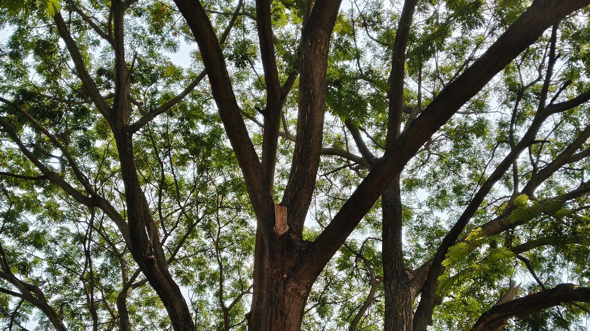 Large tree with a thick trunk and spreading branches covered in green leaves against the sky