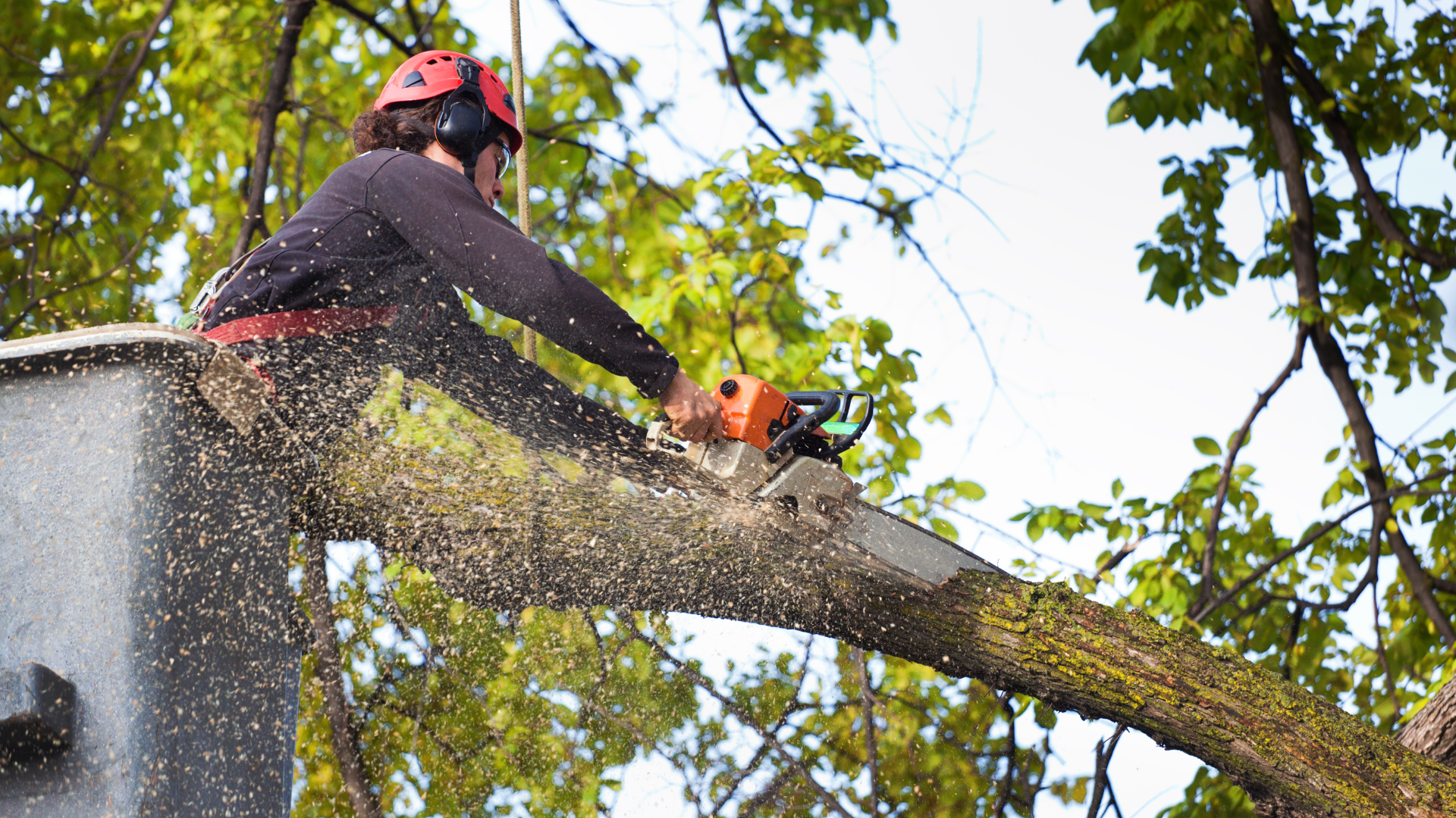 Worker using a chainsaw to cut a tree branch, with wood chips flying in a leafy outdoor setting