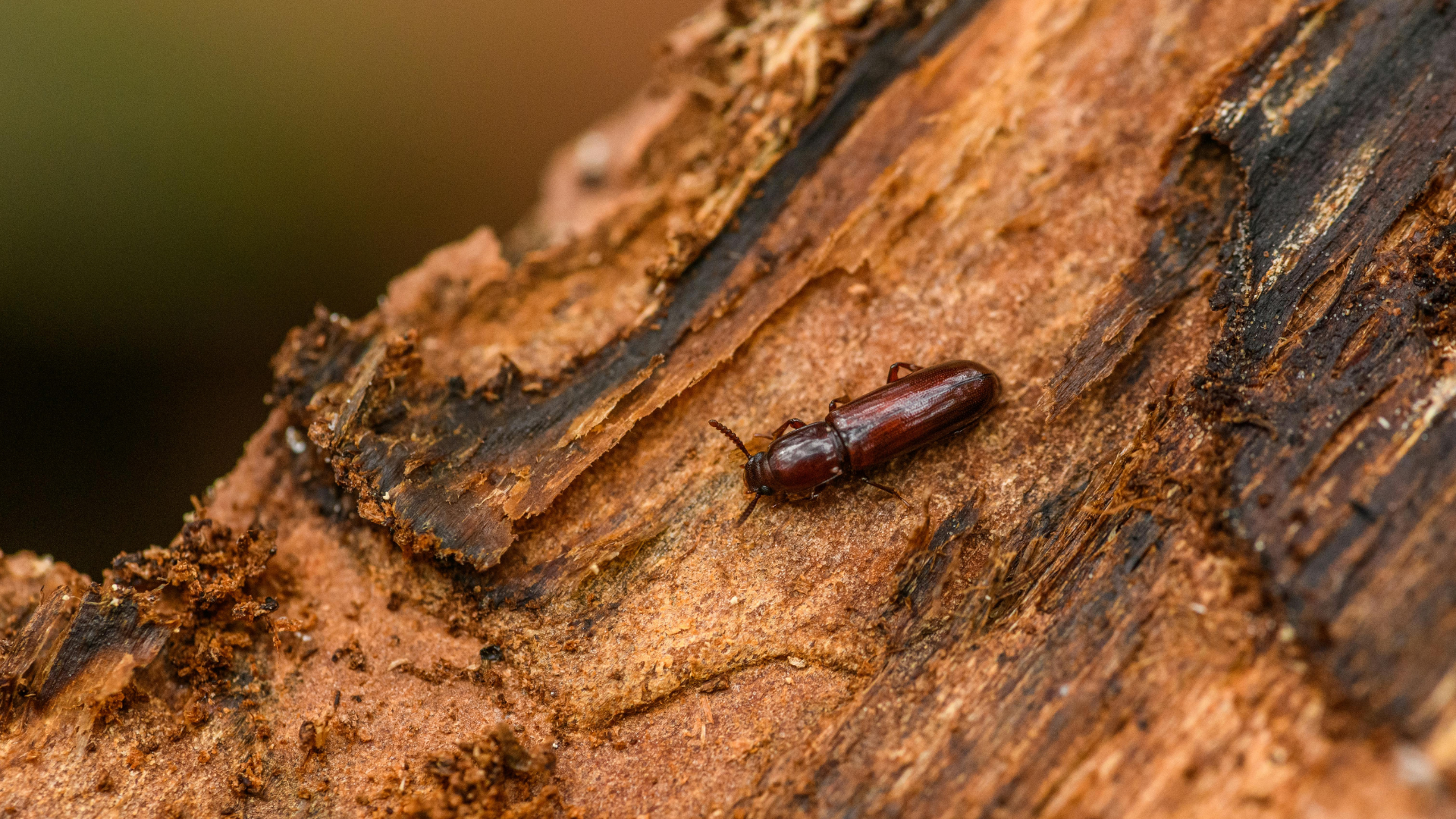Small brown bark beetle crawling on rough tree bark close-up