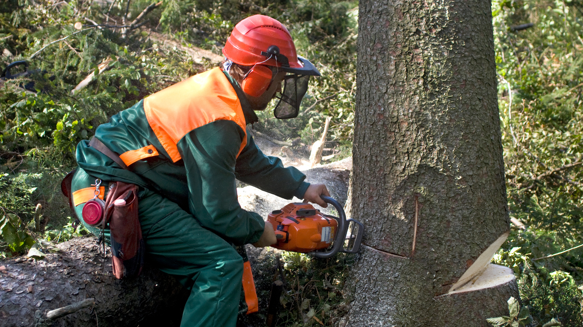 Tree worker in orange safety gear cutting a tree trunk with a chainsaw in a wooded area