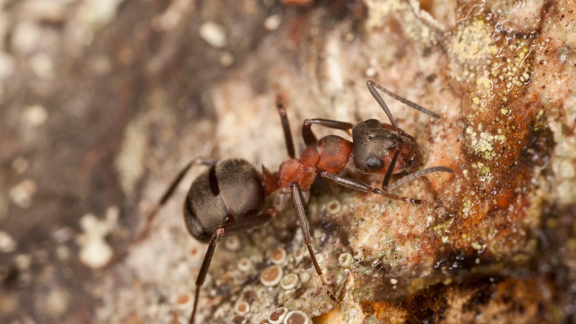 Close-up of a red-and-black ant on rough bark, carrying a small round object