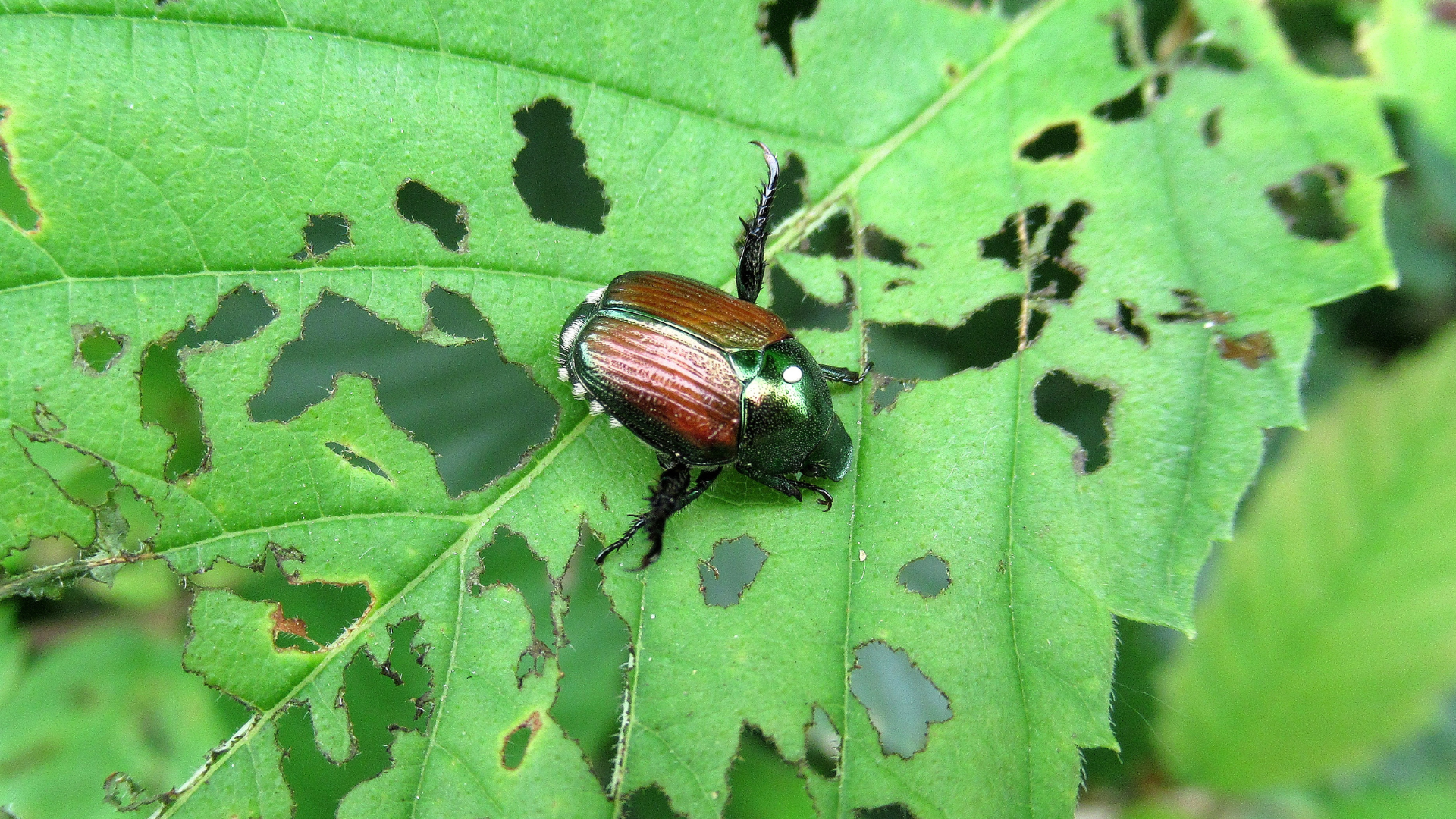 Red beetle on a green leaf with black spots and a small caterpillar nearby