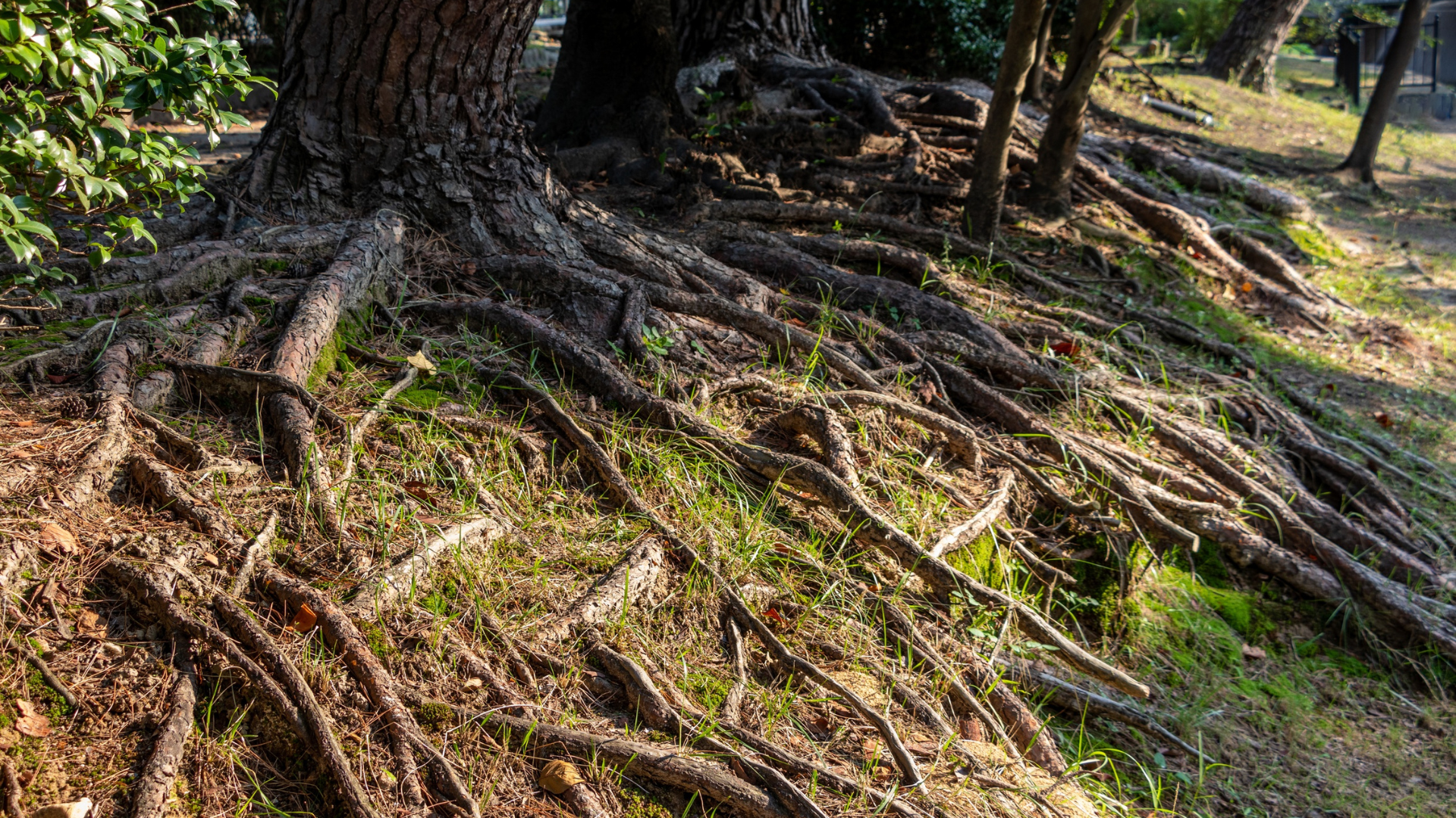 Tree roots spreading across a sunlit forest floor with moss and fallen leaves