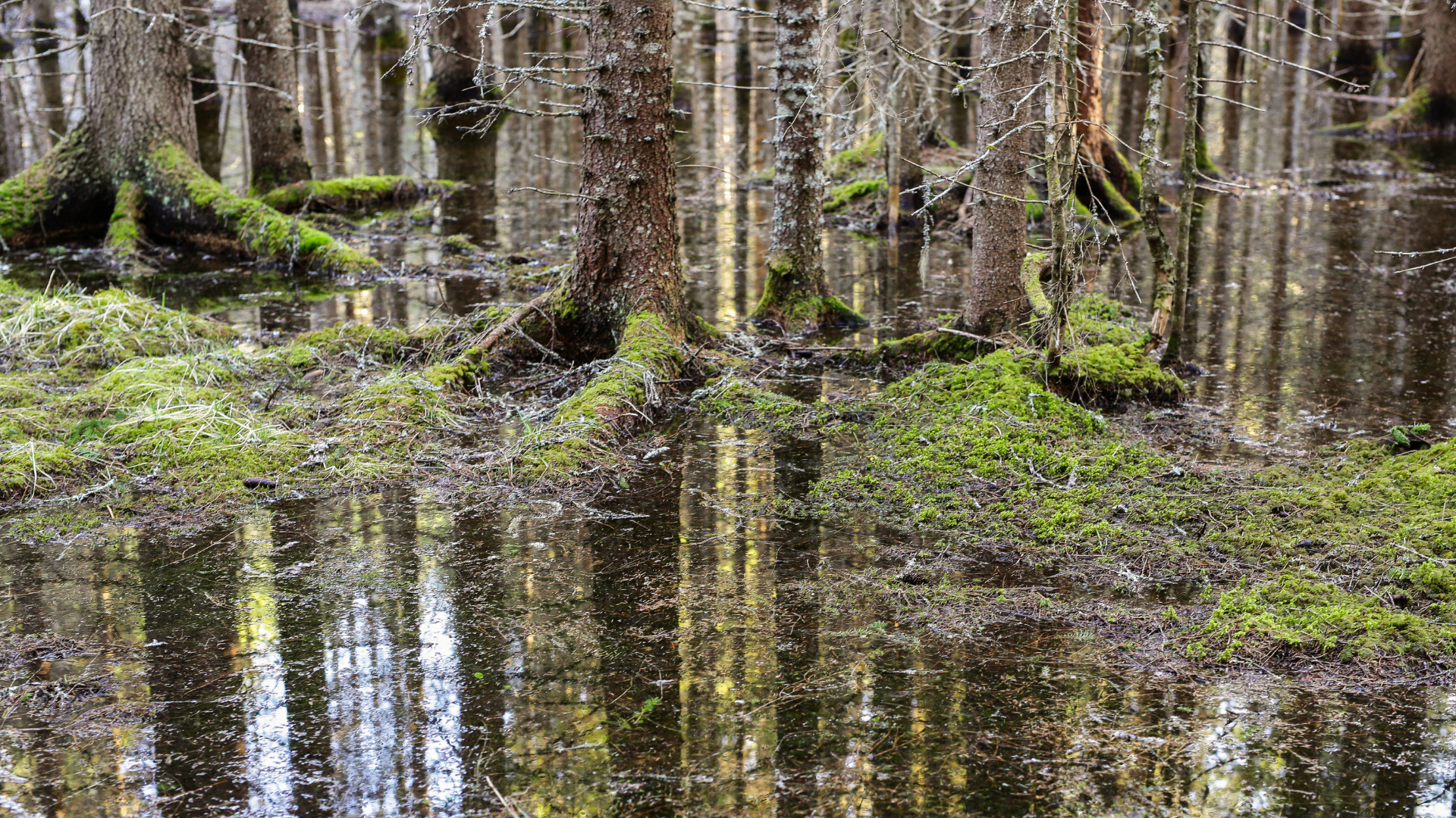 Flooded forest with leafless trees and green moss reflected in still water
