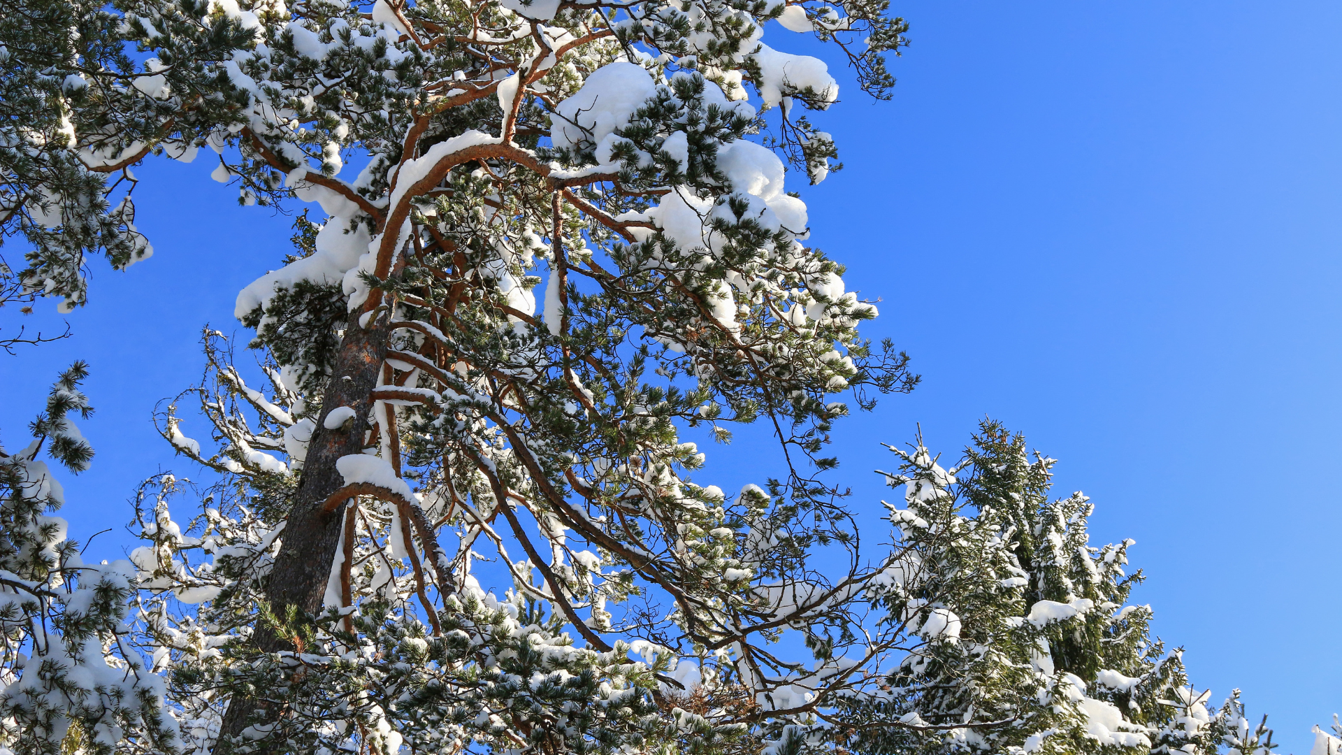 Snow-covered evergreen trees against a bright blue sky