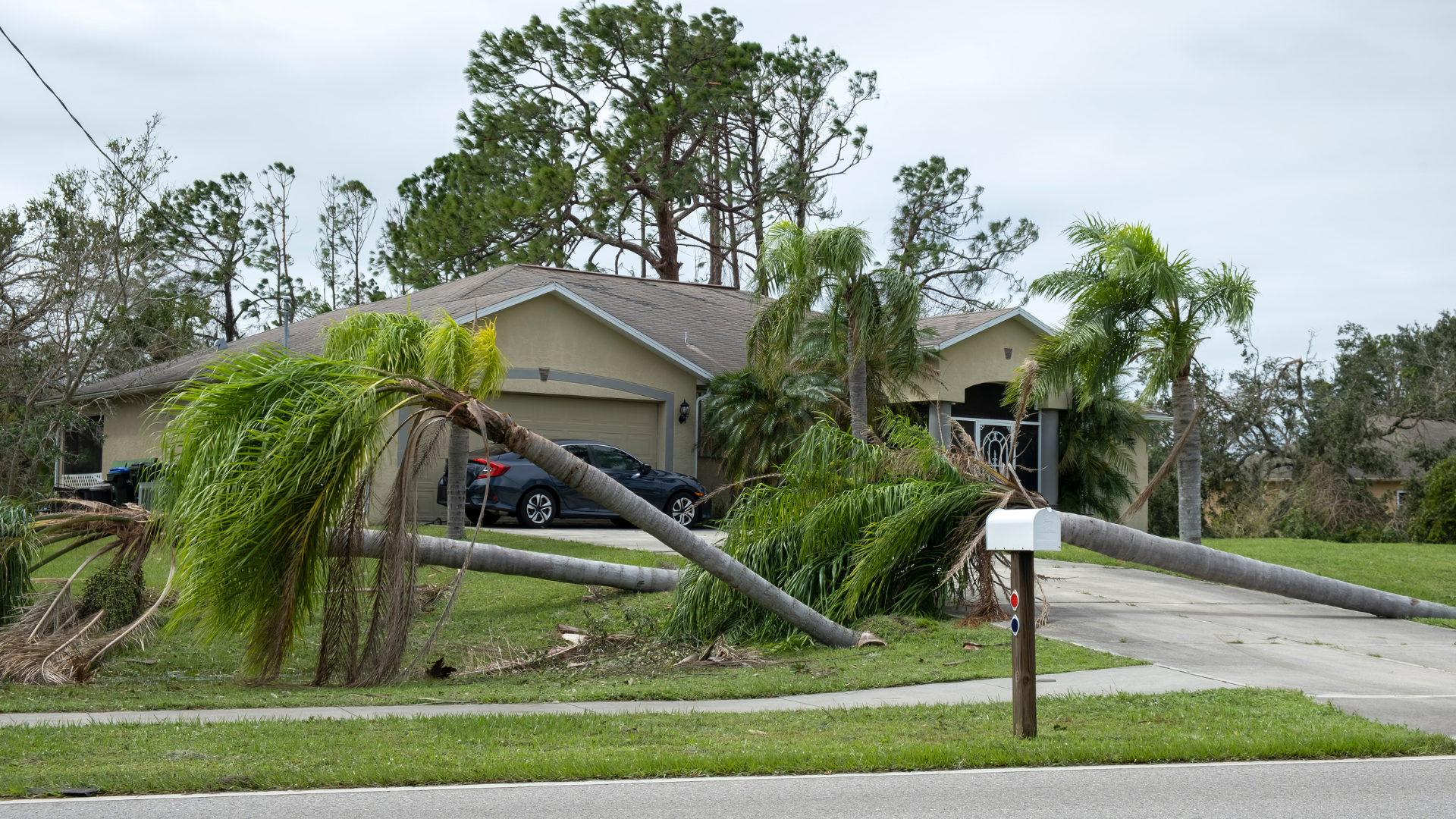 Damaged palm tree and fallen utility pole beside a suburban house after storm.