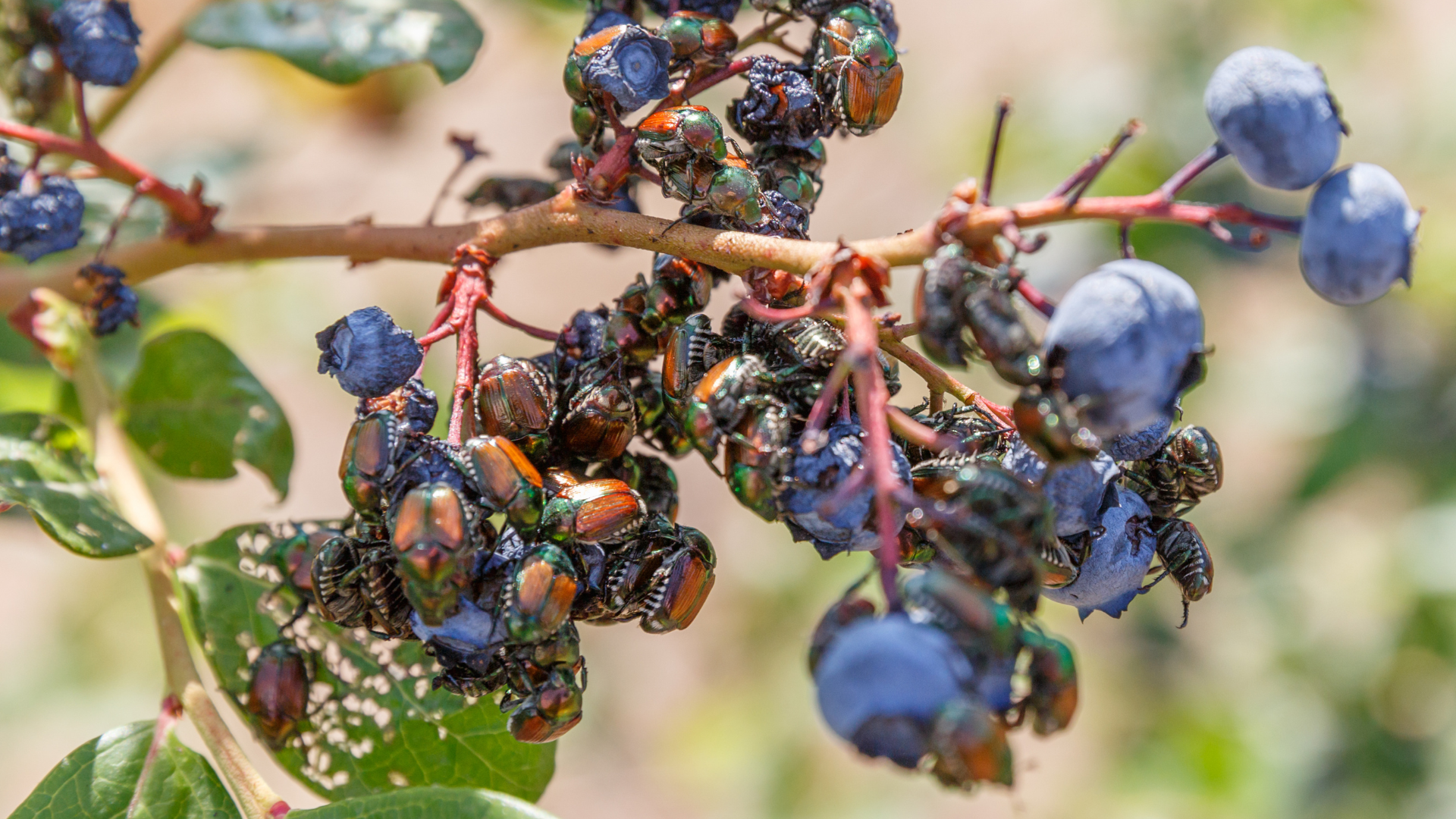 Blue berries on a vine with clusters of dark, glossy beetles feeding among the fruit and leaves