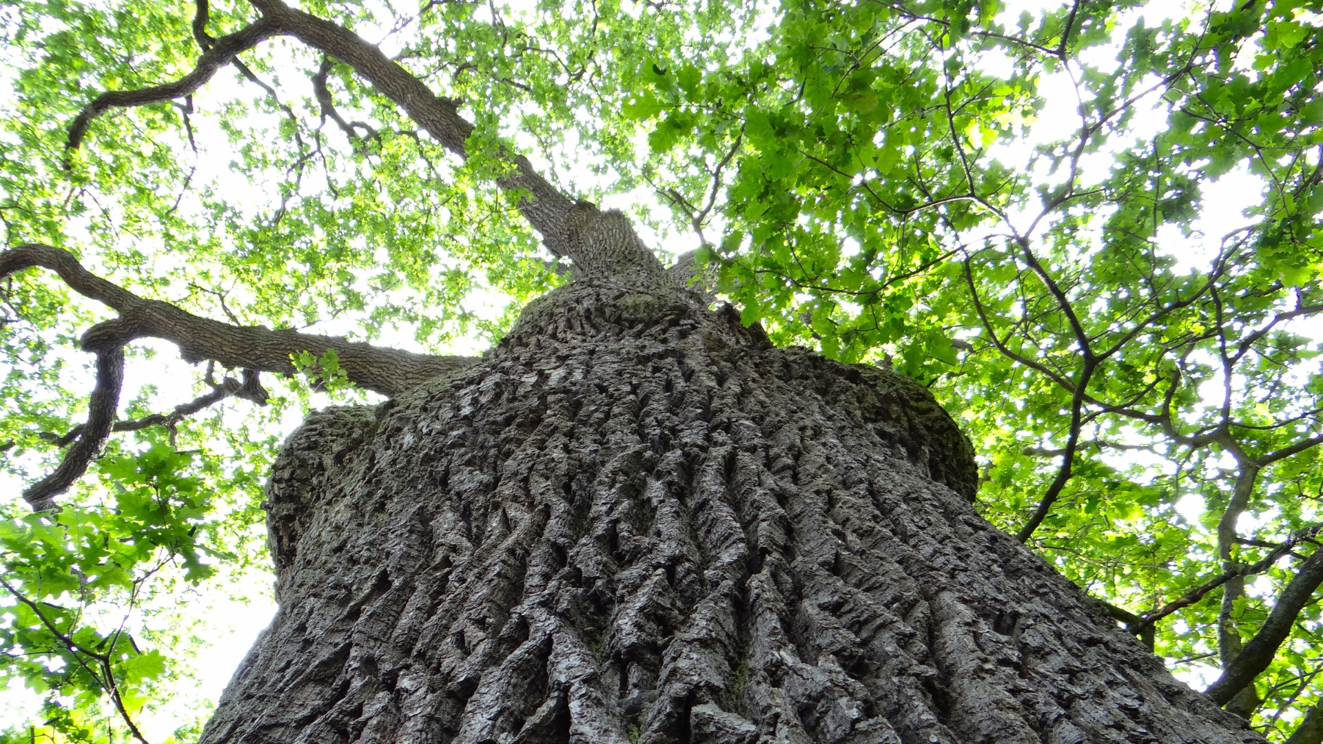 Low-angle view of a tall tree trunk with green leaves and branches against the sky