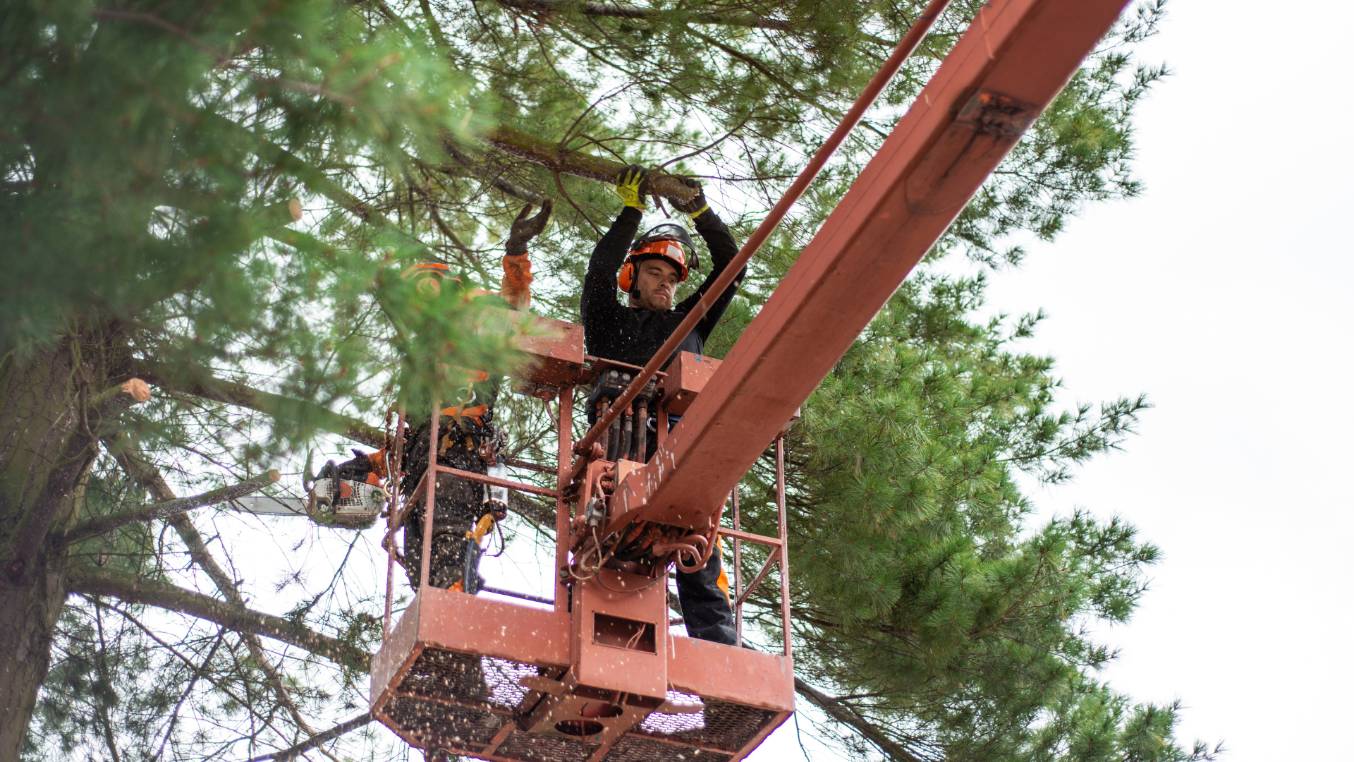 Worker in a cherry picker pruning tree branches high above the ground