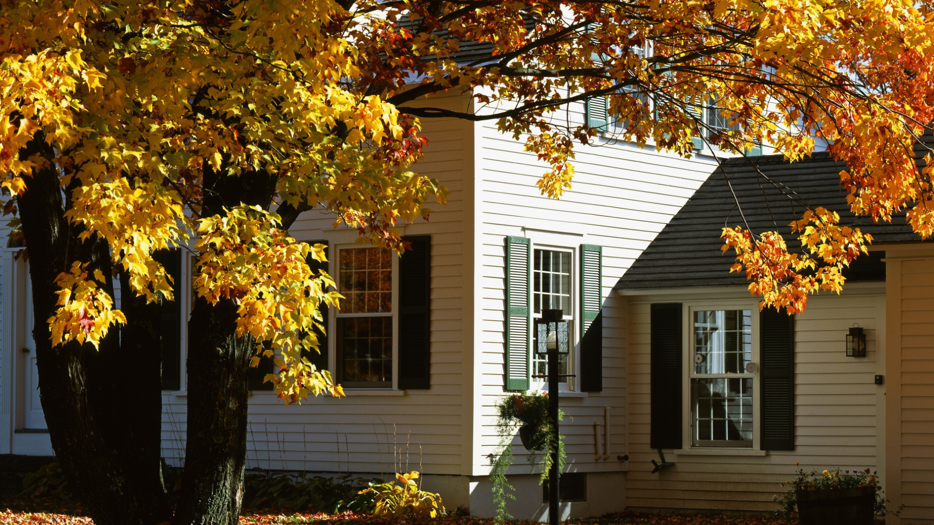 White house with green shutters framed by bright autumn foliage in sunlight