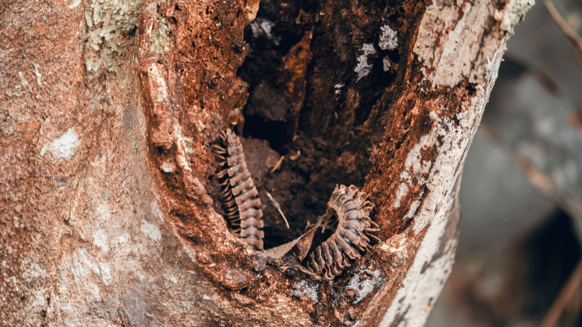 Close-up of a small brown lizard tucked inside a hollow tree trunk.