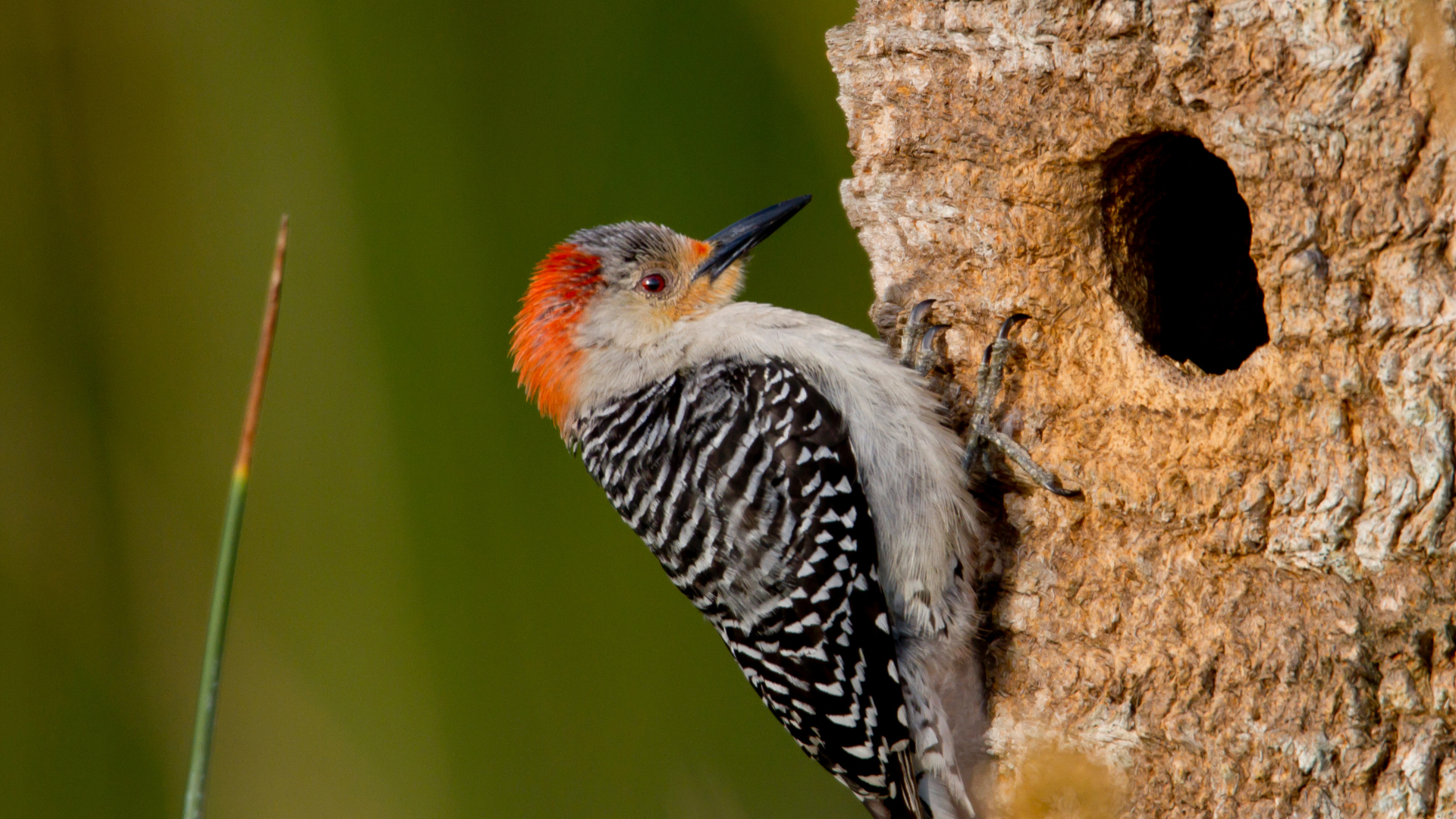 woodpecker creating its house