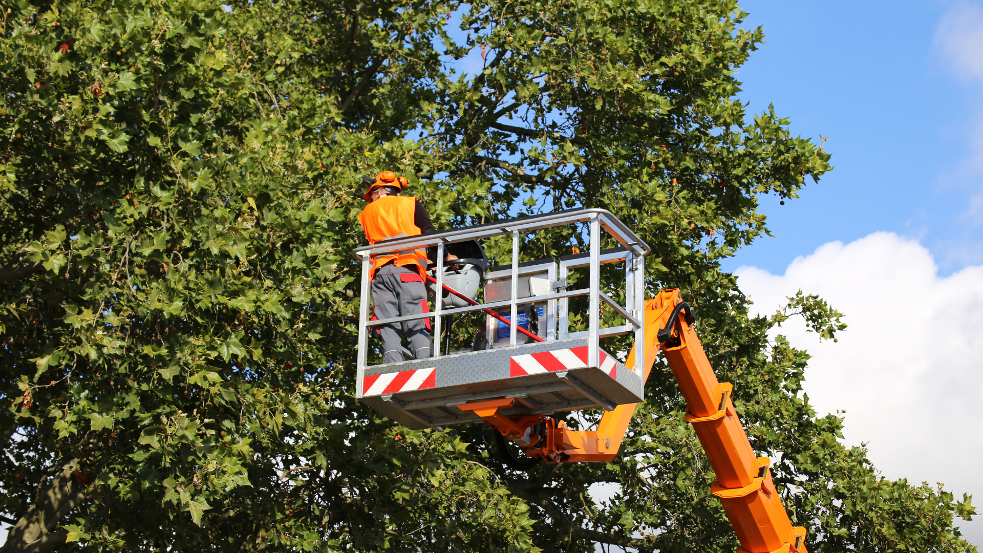 Worker in an orange safety vest on an elevated lift trimming a tree beside a blue sky.