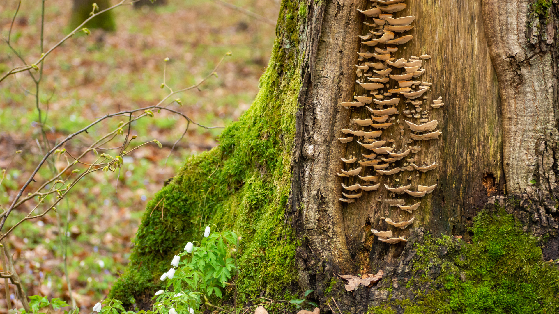 Close-up of a moss-covered tree trunk with textured bark and fungi in a woodland setting