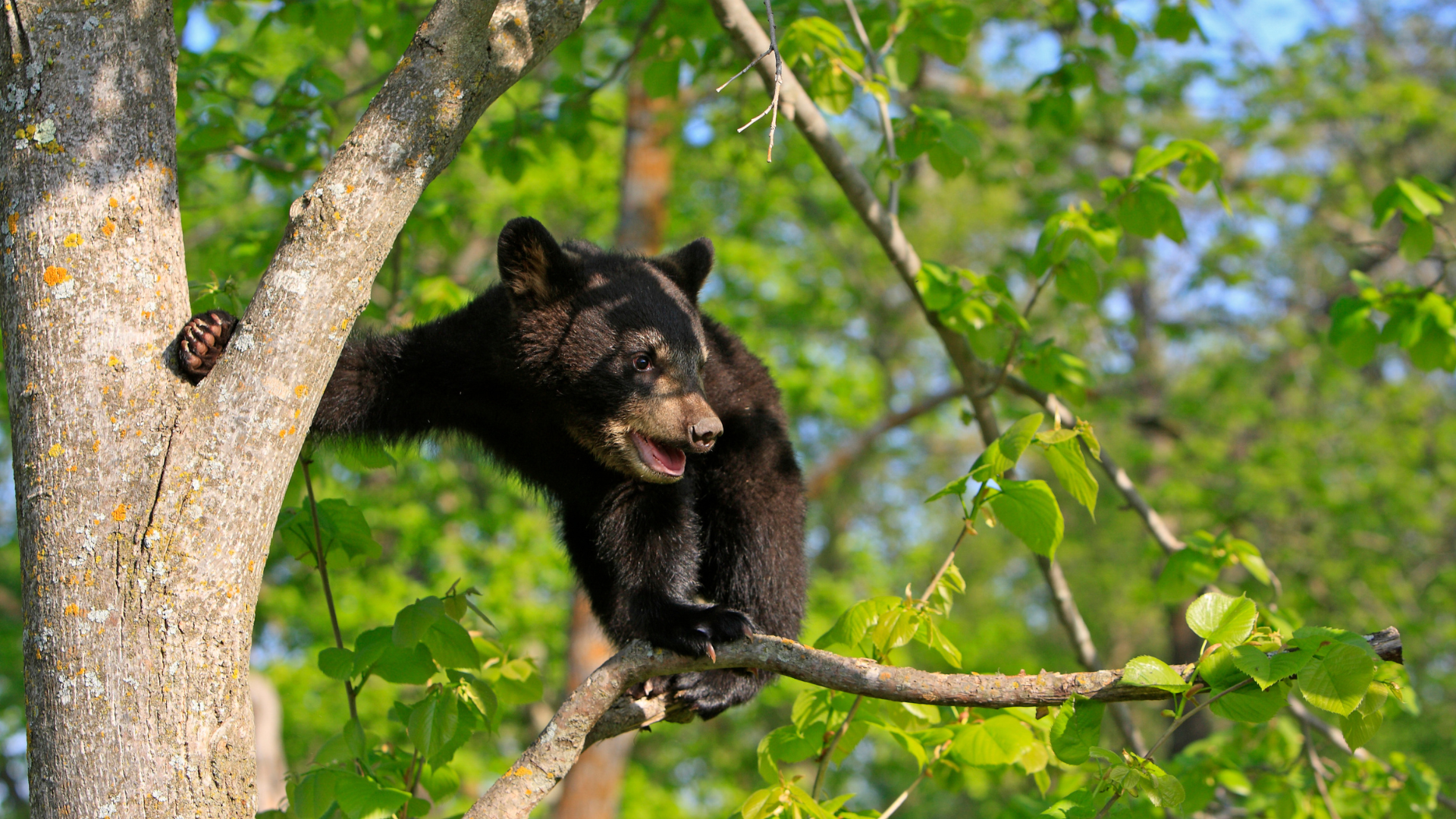 Black bear walking on a tree branch in a green forest, tongue out