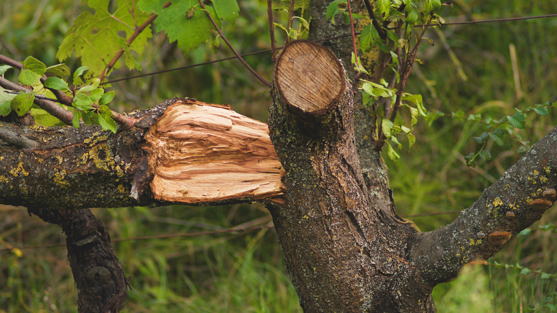 Freshly cut tree branch with exposed wood on a mossy trunk in a green wooded area