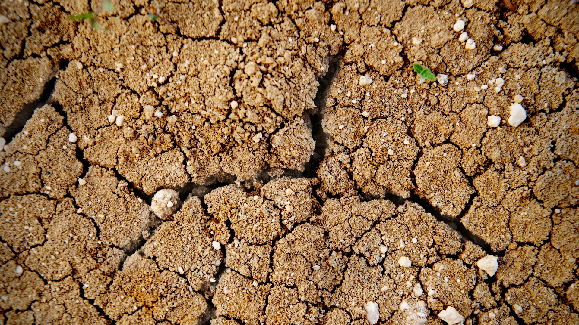 Cracked, dry soil with a few small pebbles scattered across the surface.
