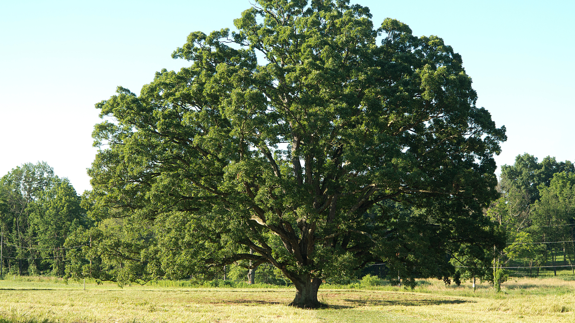 Large leafy tree in a grassy field under a clear blue sky