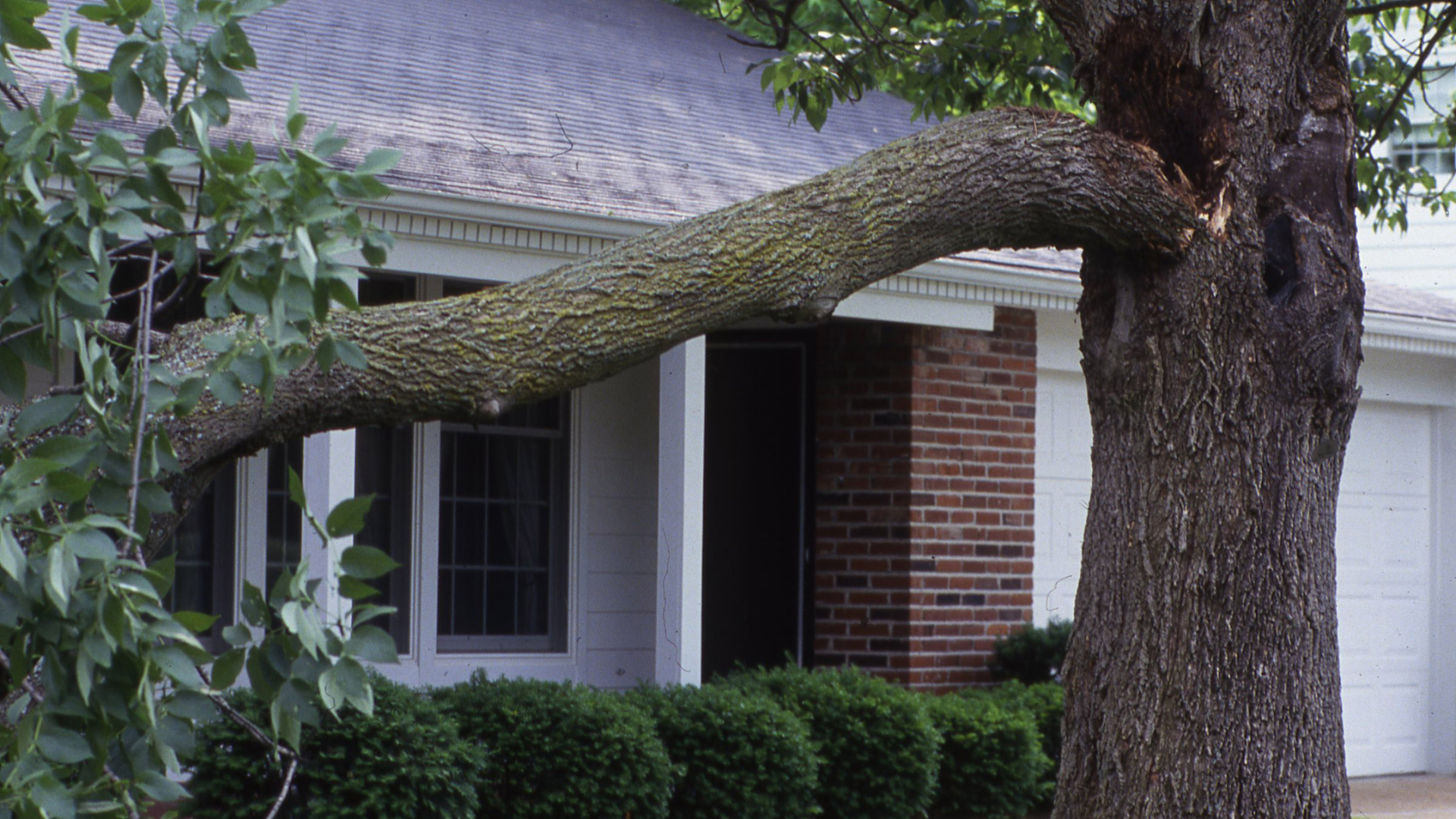 Large tree branch stretching horizontally across a brick house exterior
