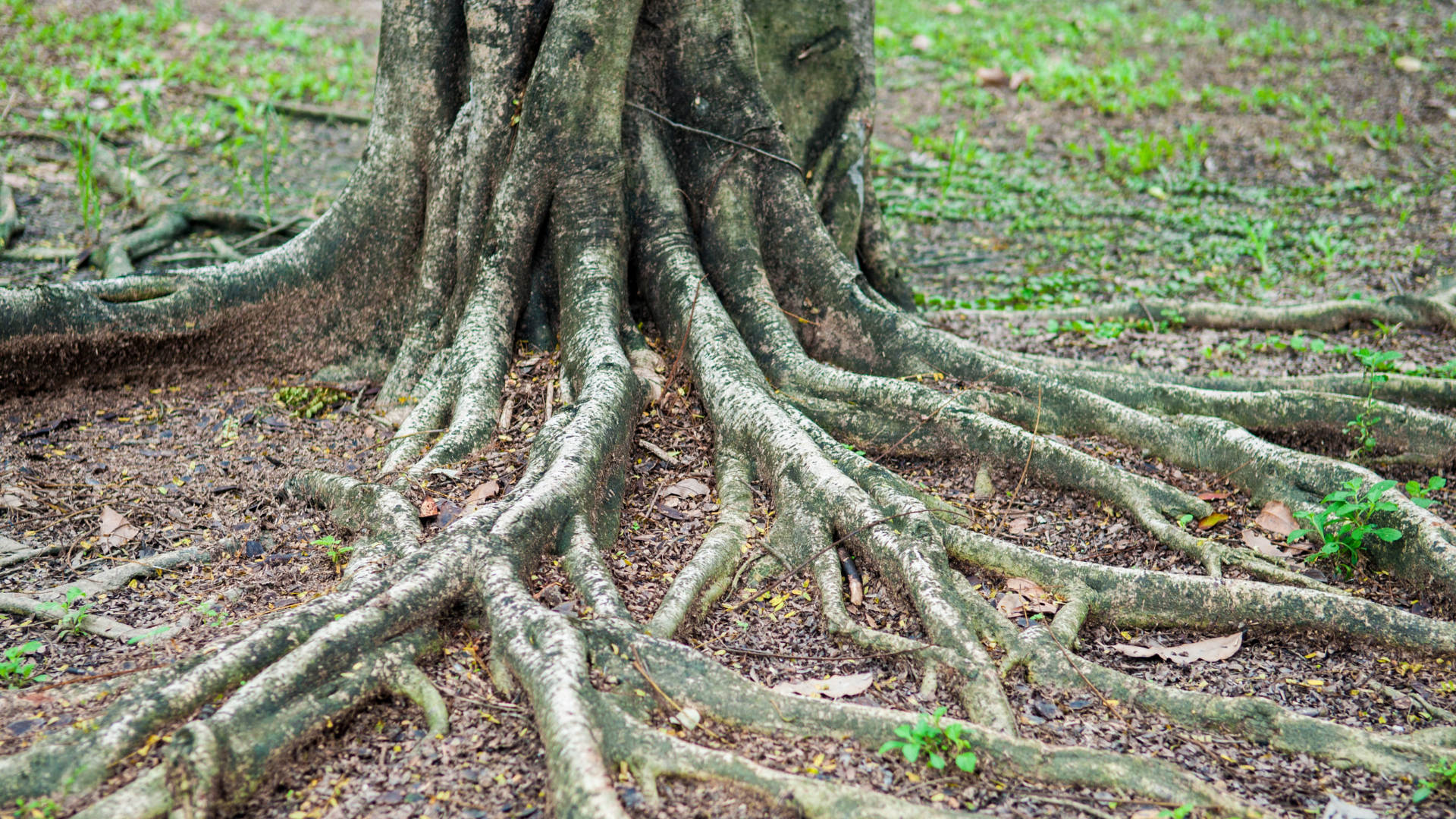 Tree roots spreading across a forest floor with moss and fallen leaves