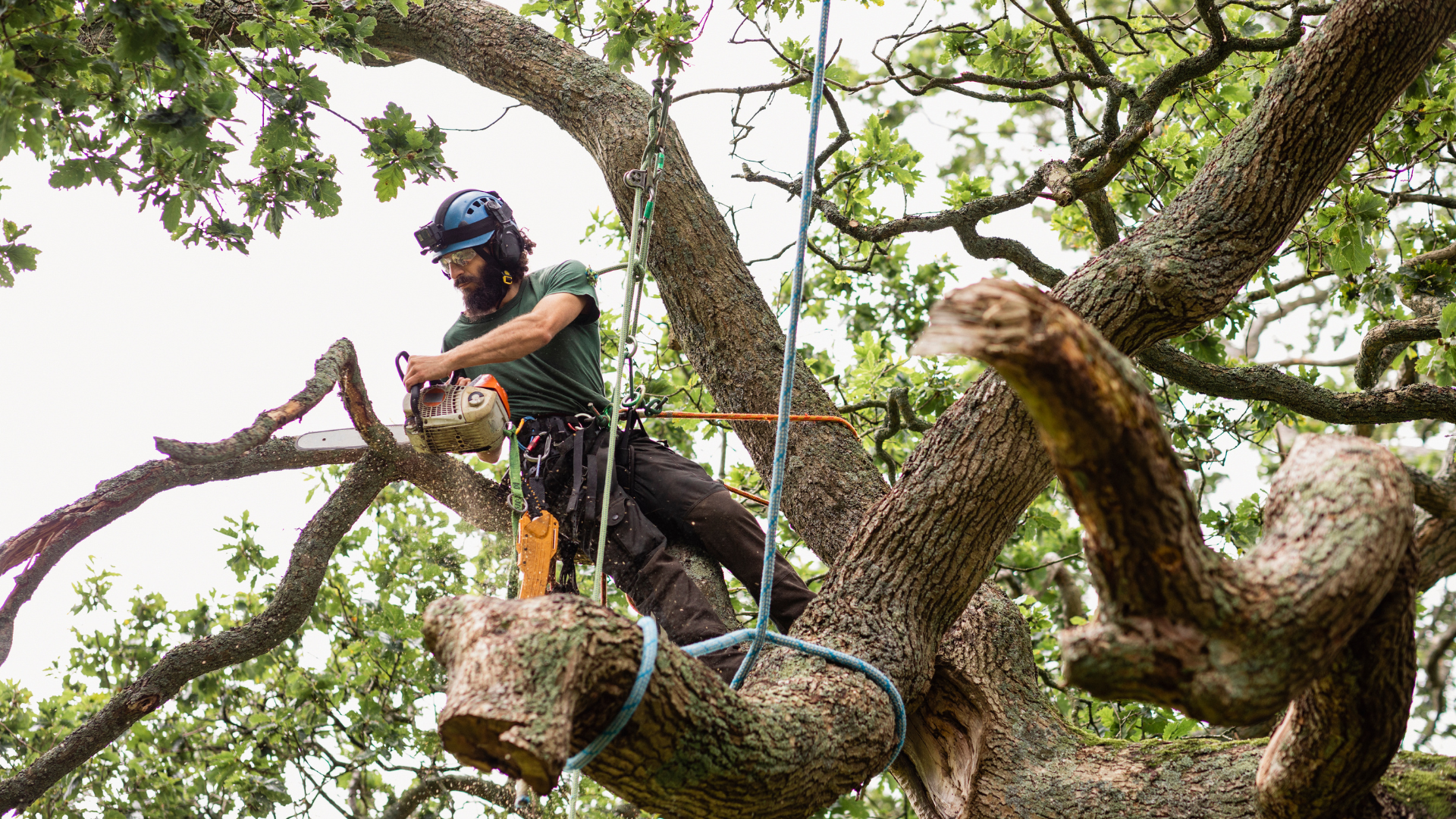 Arborist in a helmet trimming branches high in a large tree, secured with ropes and a harness
