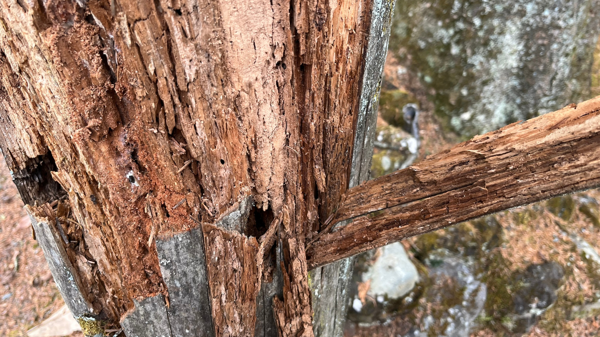 Close-up of rough brown tree bark with a branch extending from a split trunk.