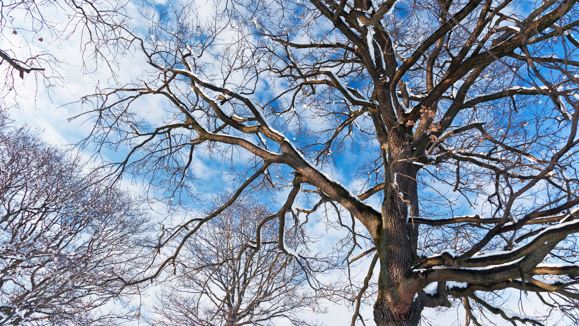 Bare tree branches against a bright blue sky, with pale blossoms on nearby trees.