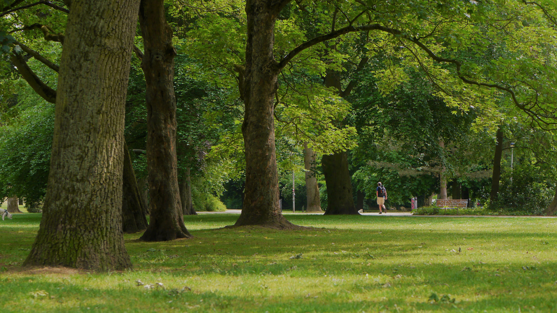 Green park with large trees and a grassy lawn, with a small statue in the distance.