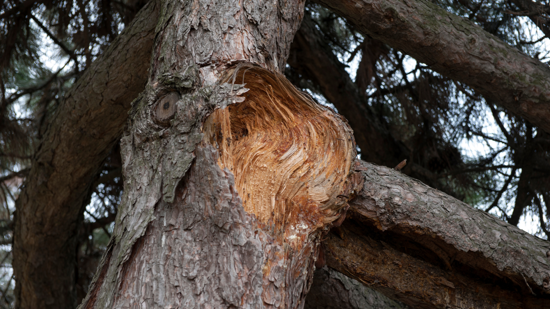 Close-up of a tree trunk with a large orange-brown burl and dark branches overhead