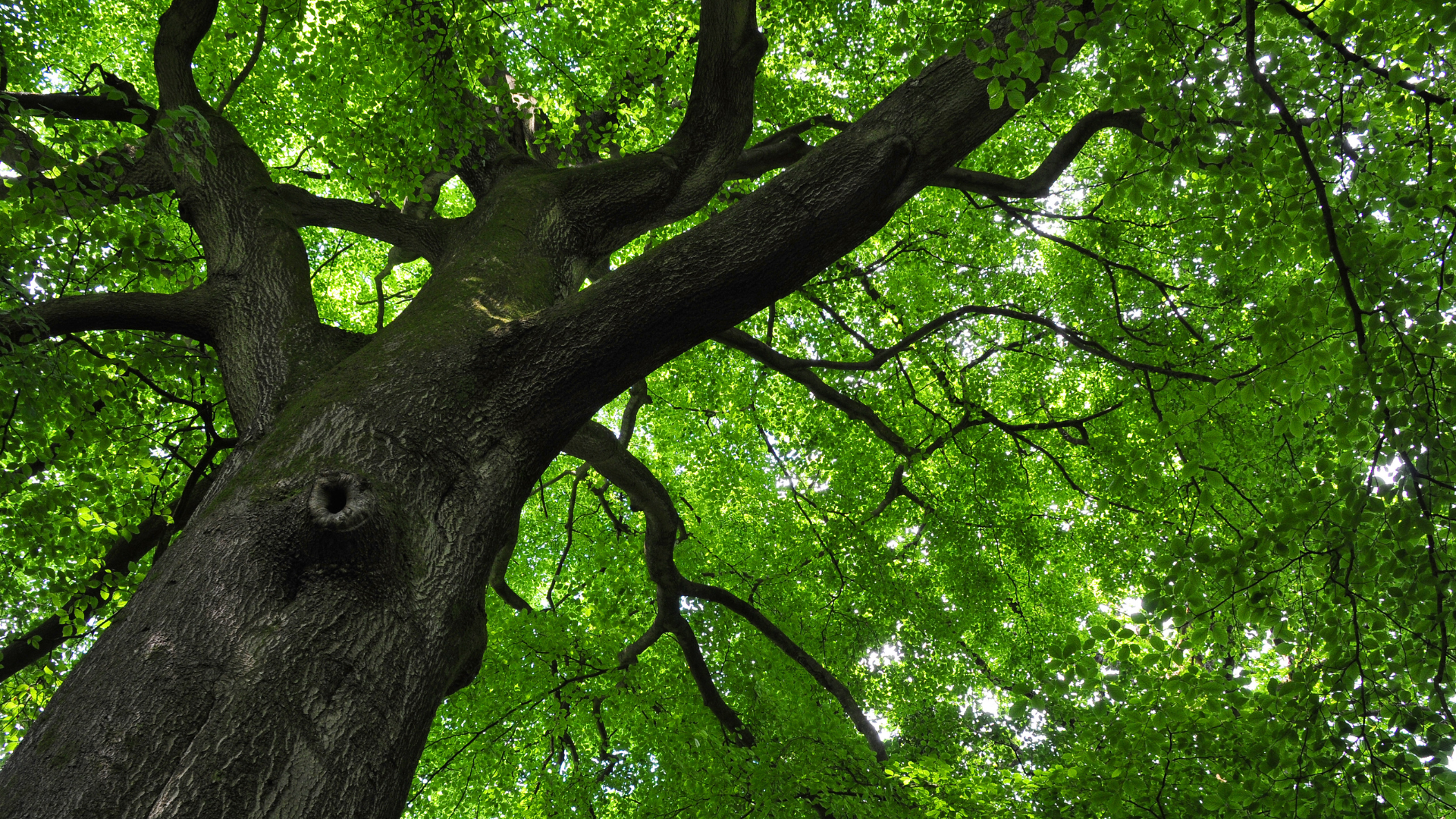 Looking up at a large tree trunk and bright green canopy of leaves