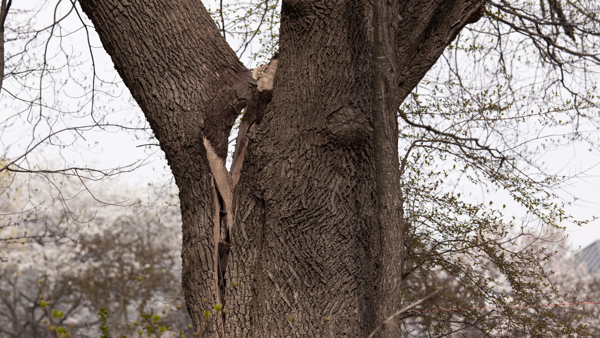 Close-up of a large tree trunk with bare branches against a cloudy winter sky