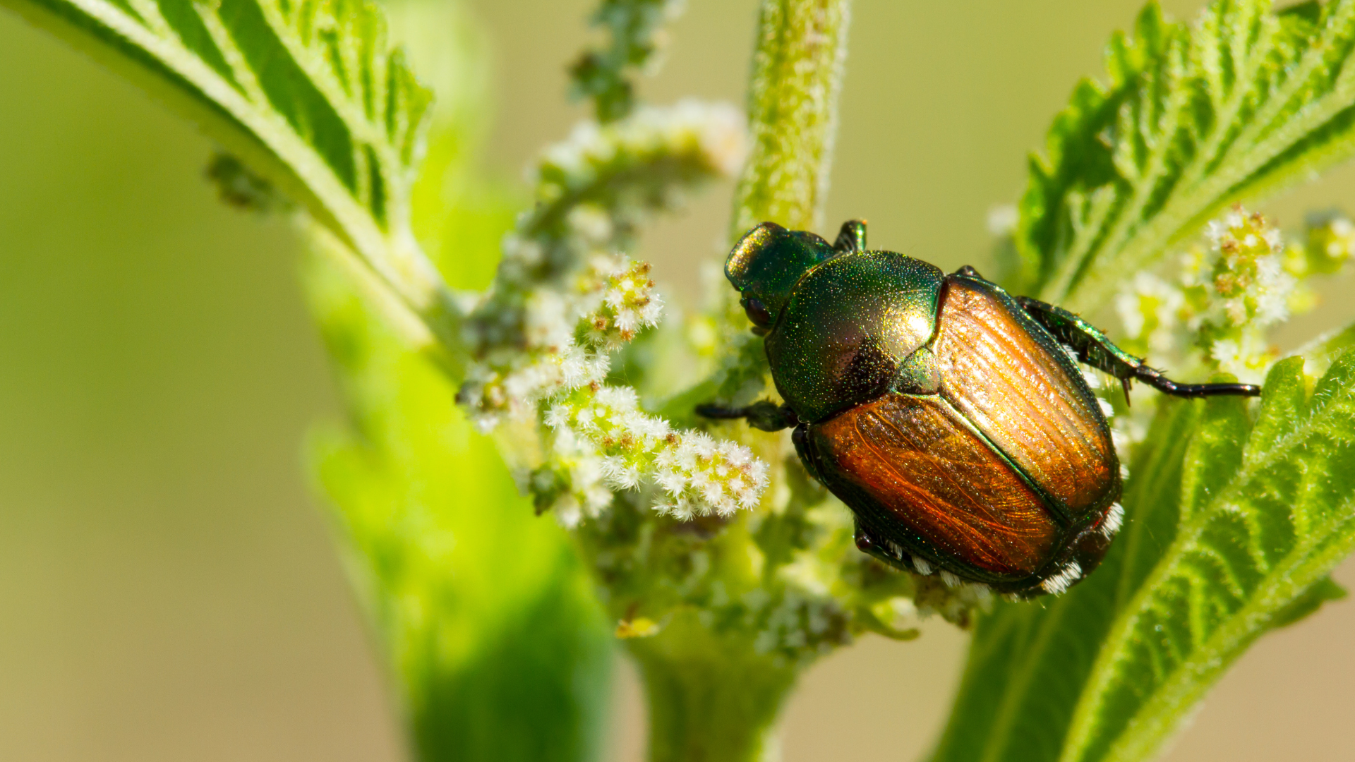 Close-up of a shiny green-and-copper beetle on white flowers among bright green leaves