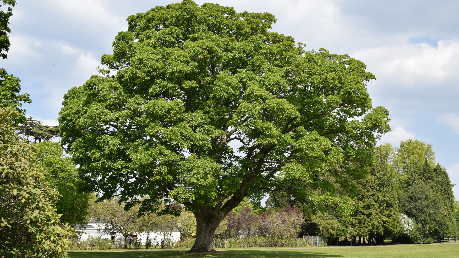 Large green tree in a sunny grassy park with a blue sky and clouds