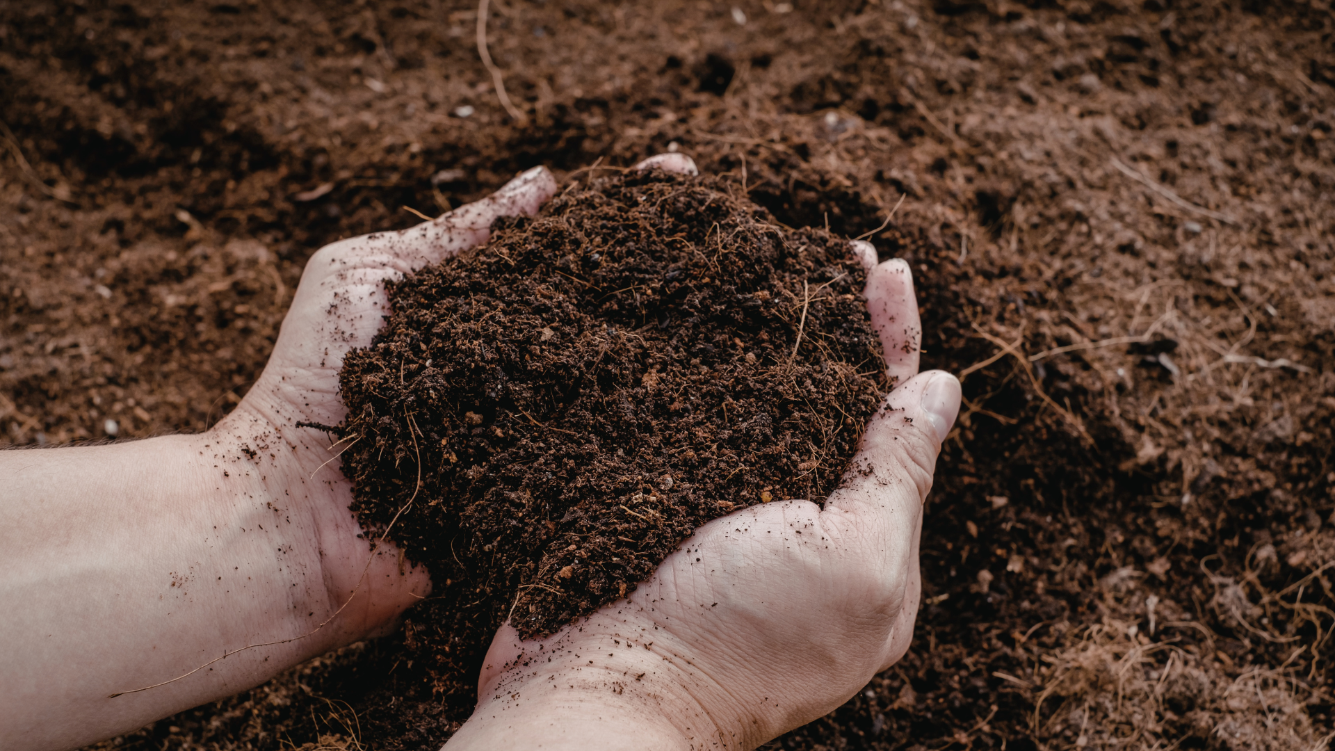Hands holding loose soil over a pile of dark earth