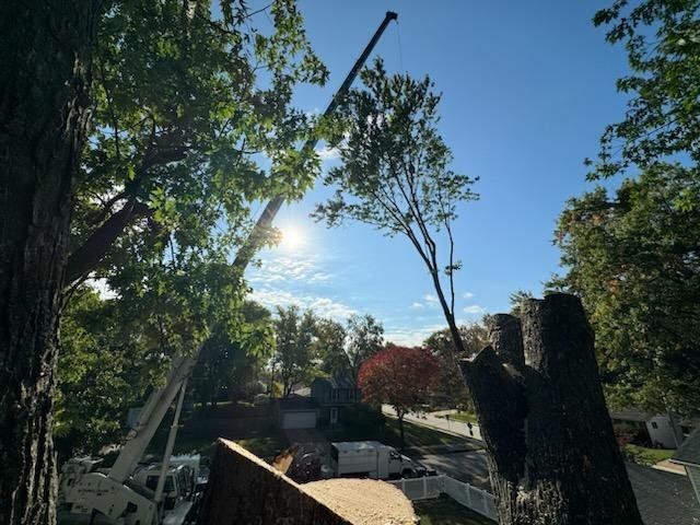 A chainsaw is sitting on a log next to a tree.