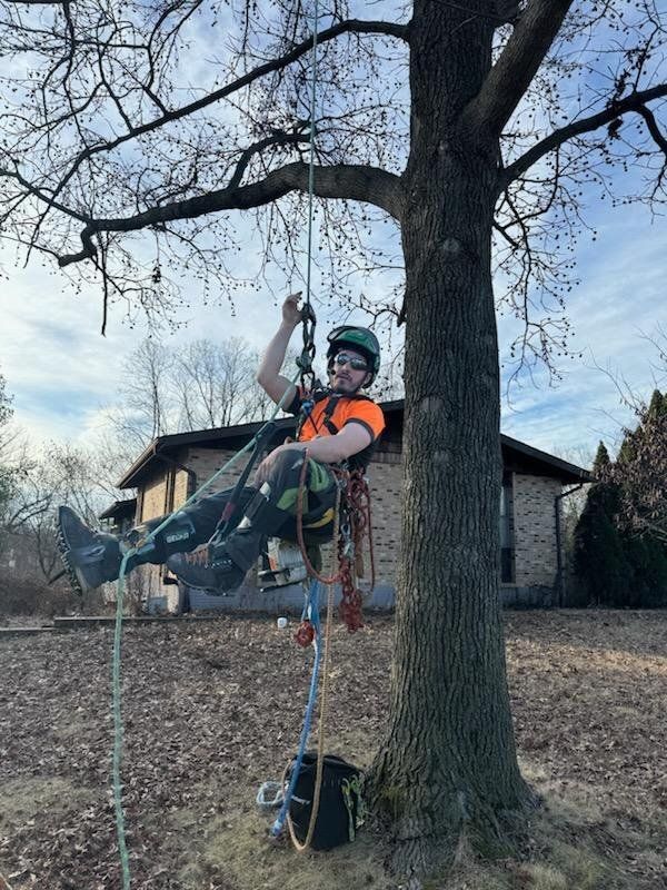 A man is climbing a tree with a harness on.