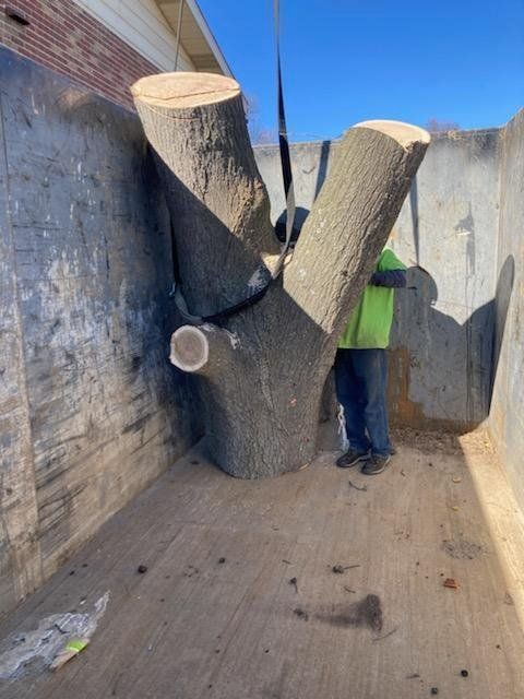 A person is cutting a tree branch with a pair of scissors.