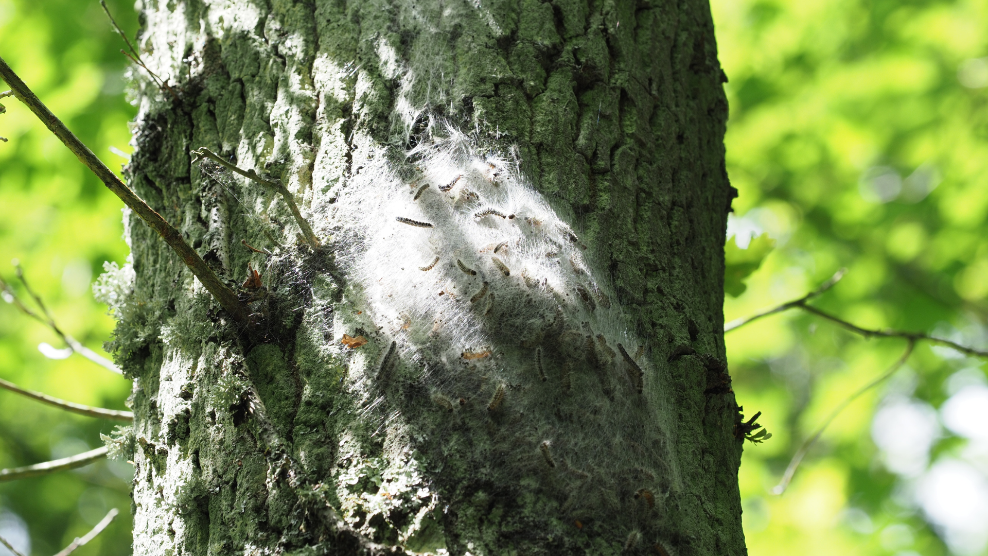 Tree trunk with a white fuzzy patch, likely a nest or web, in green forest light