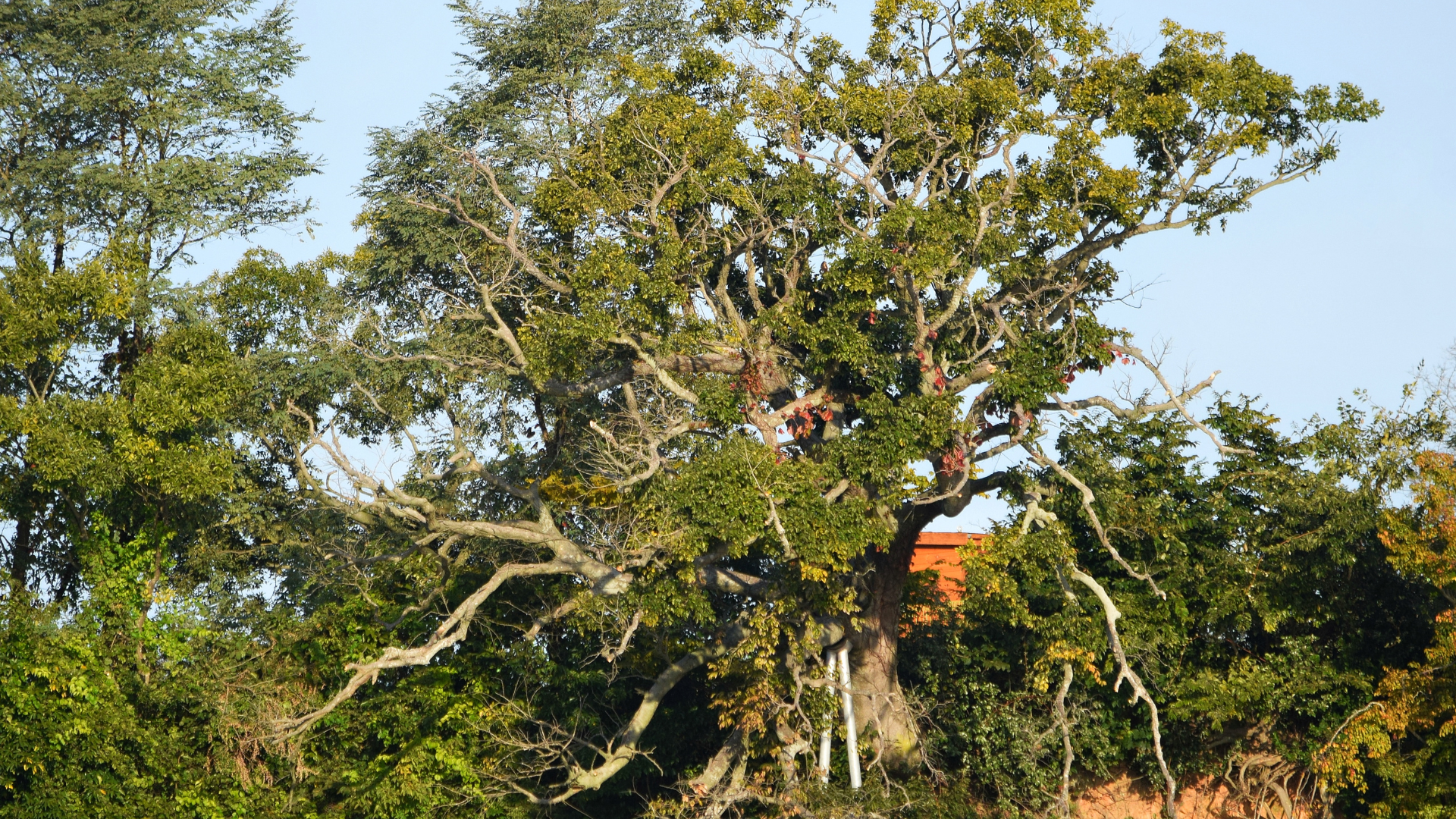 Large leafy tree in a sunny rural landscape, with a person partly visible among the branches.