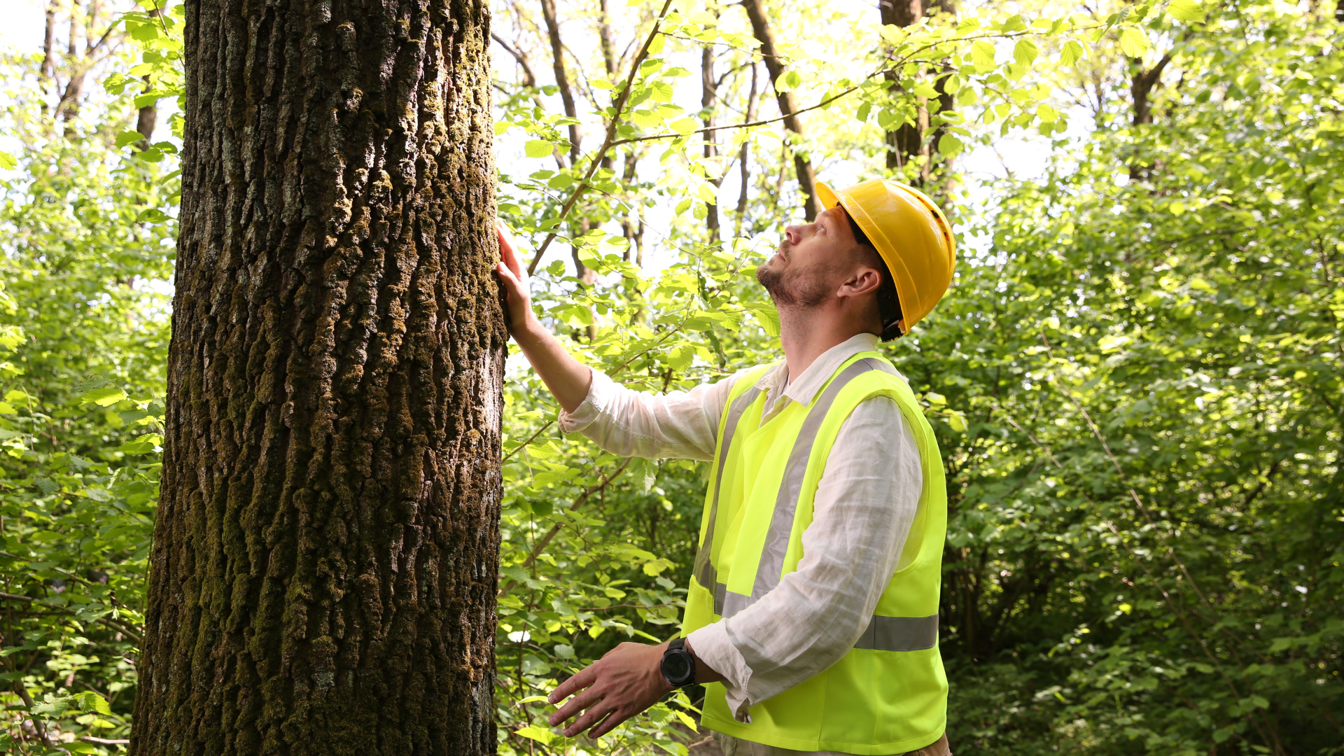 Worker in yellow hard hat and safety vest inspecting a tree in a wooded area.