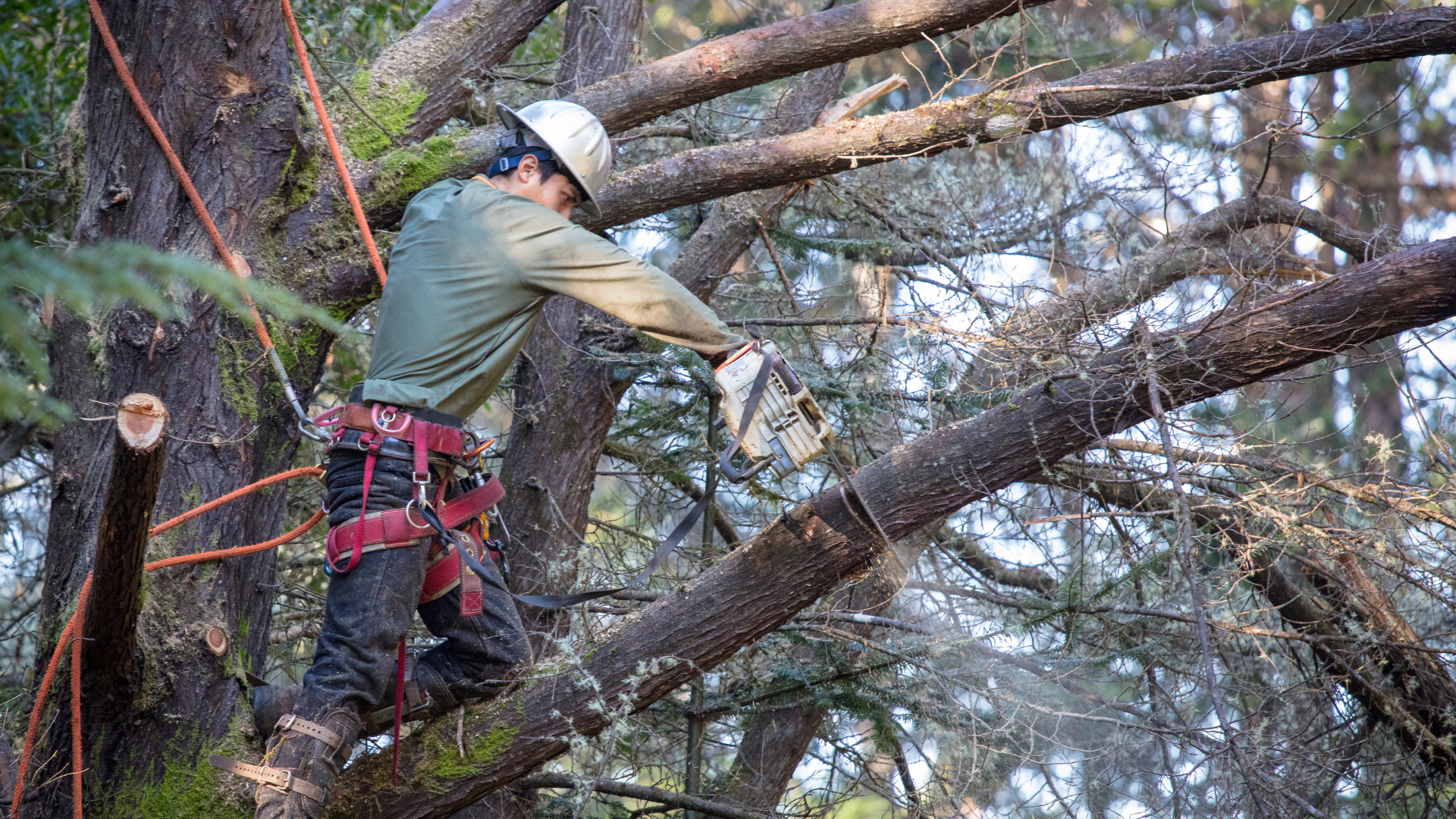Worker in safety harness pruning a tree among thick branches in a wooded area.