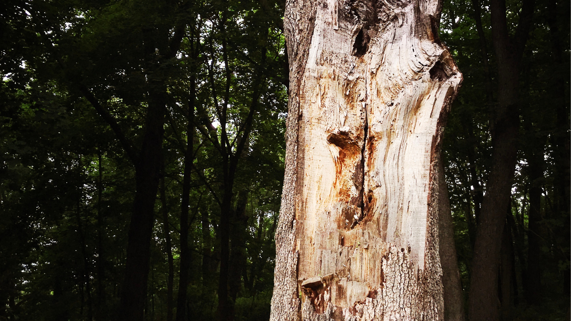 Close-up of a pale, peeling tree trunk in a dark forest.