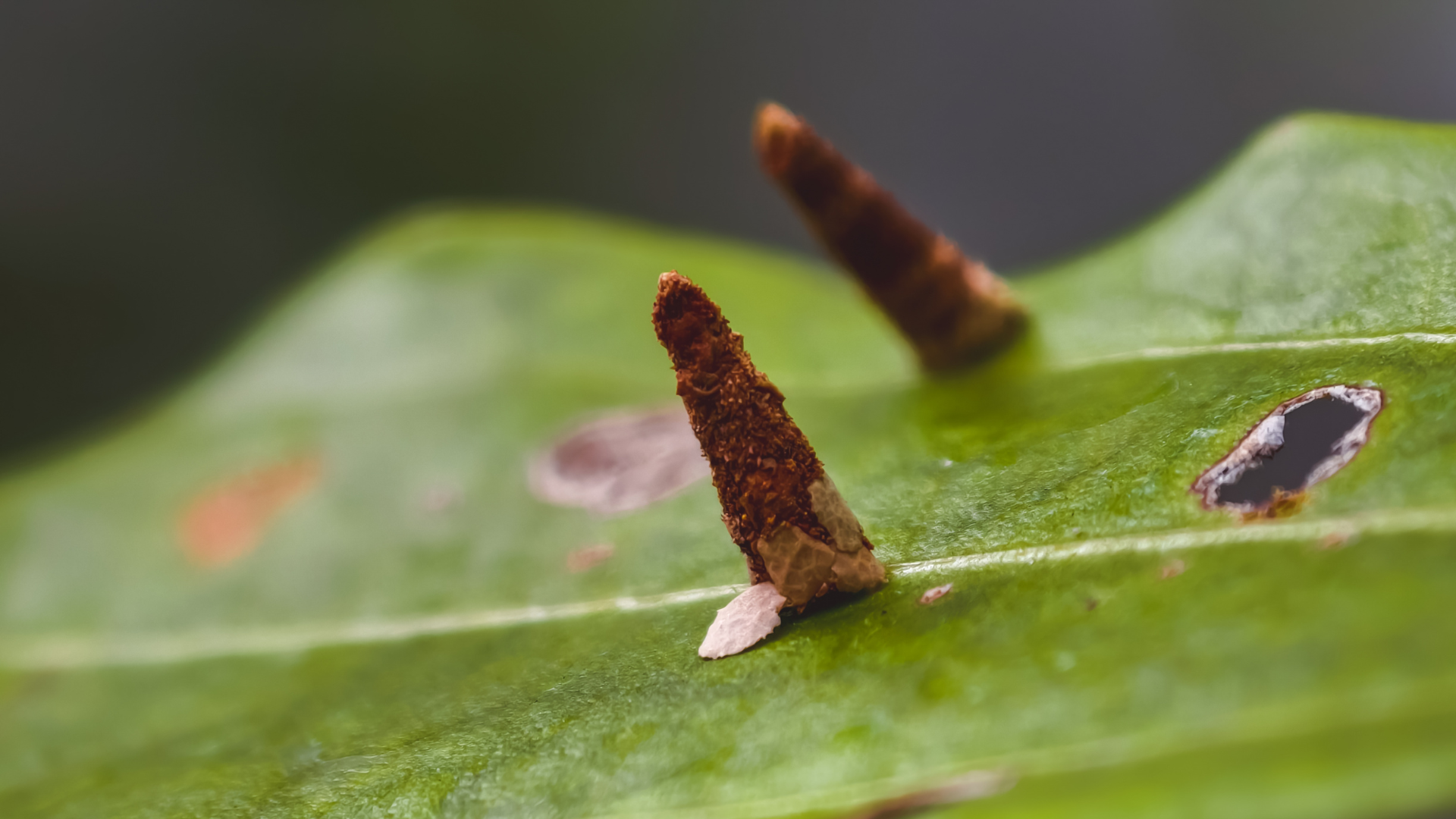 Two small brown cone-shaped fungi on a green leaf close-up
