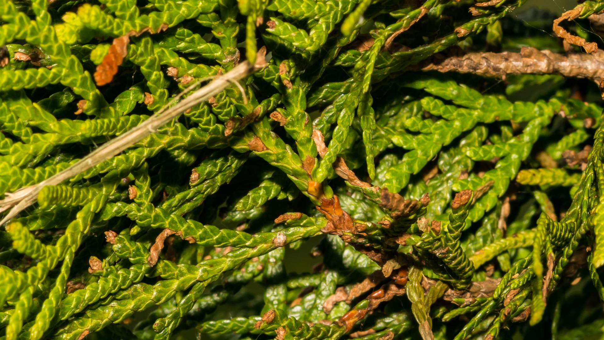 Close-up of green evergreen branches with brown seed cones and a twig lying across them