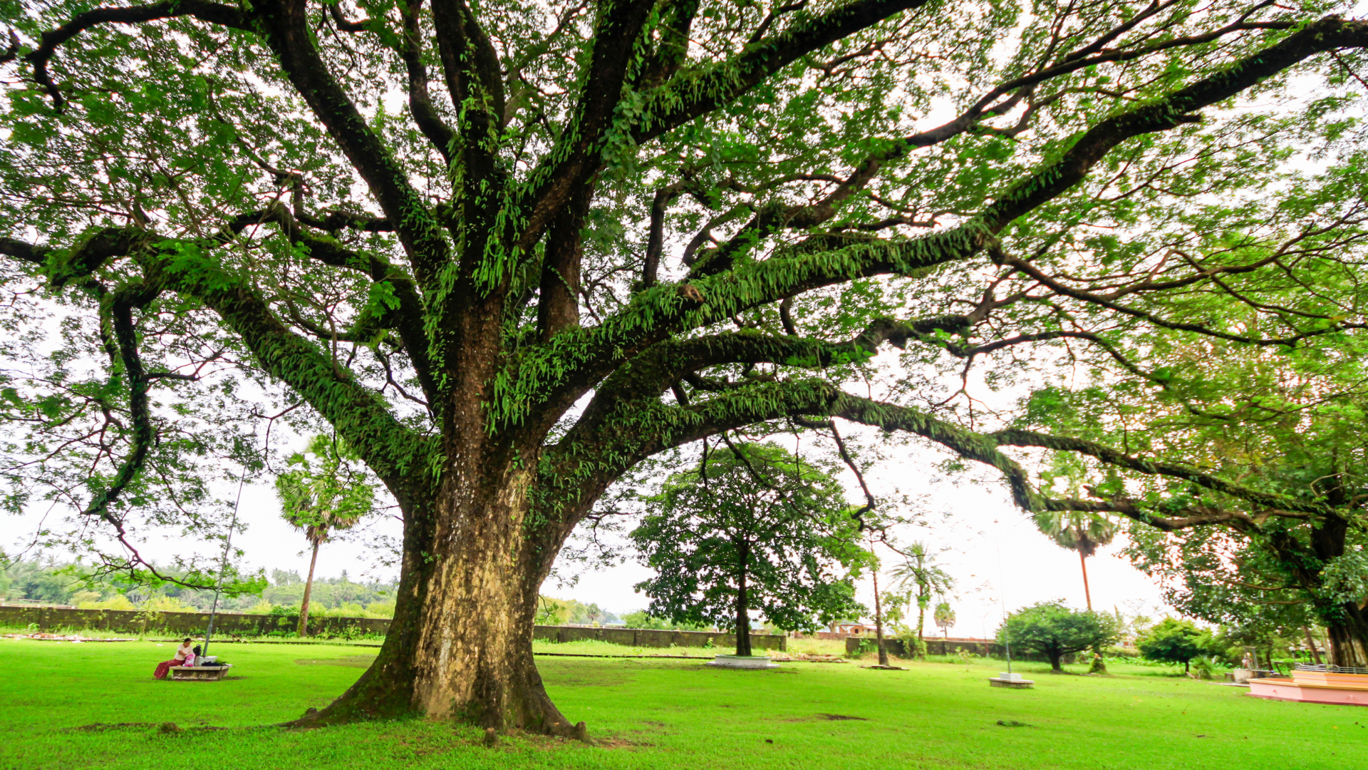 Large spreading tree in a green park with people relaxing on the grass under its branches.