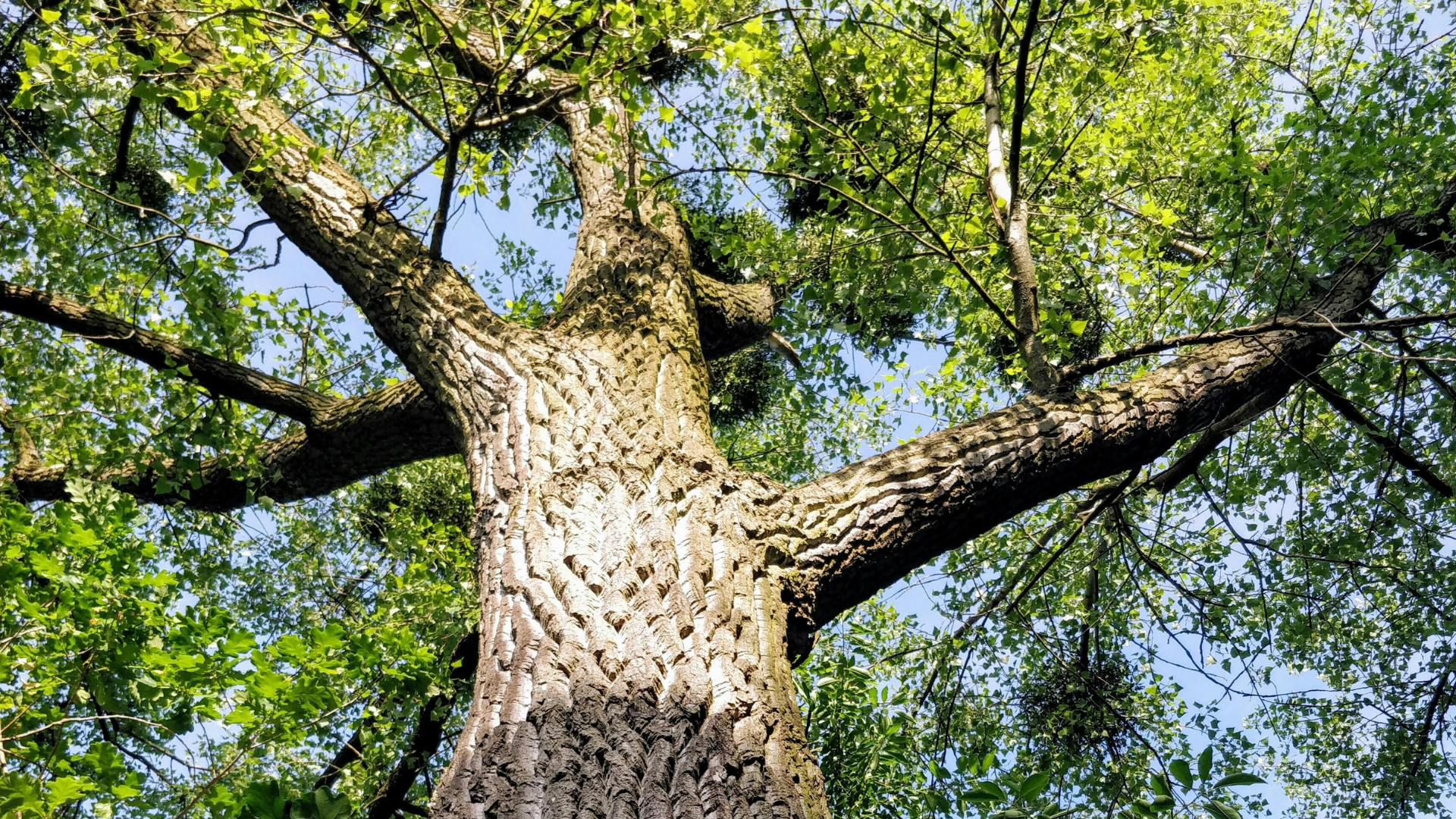 Low-angle view of a large tree trunk and spreading branches with green leaves against a blue sky