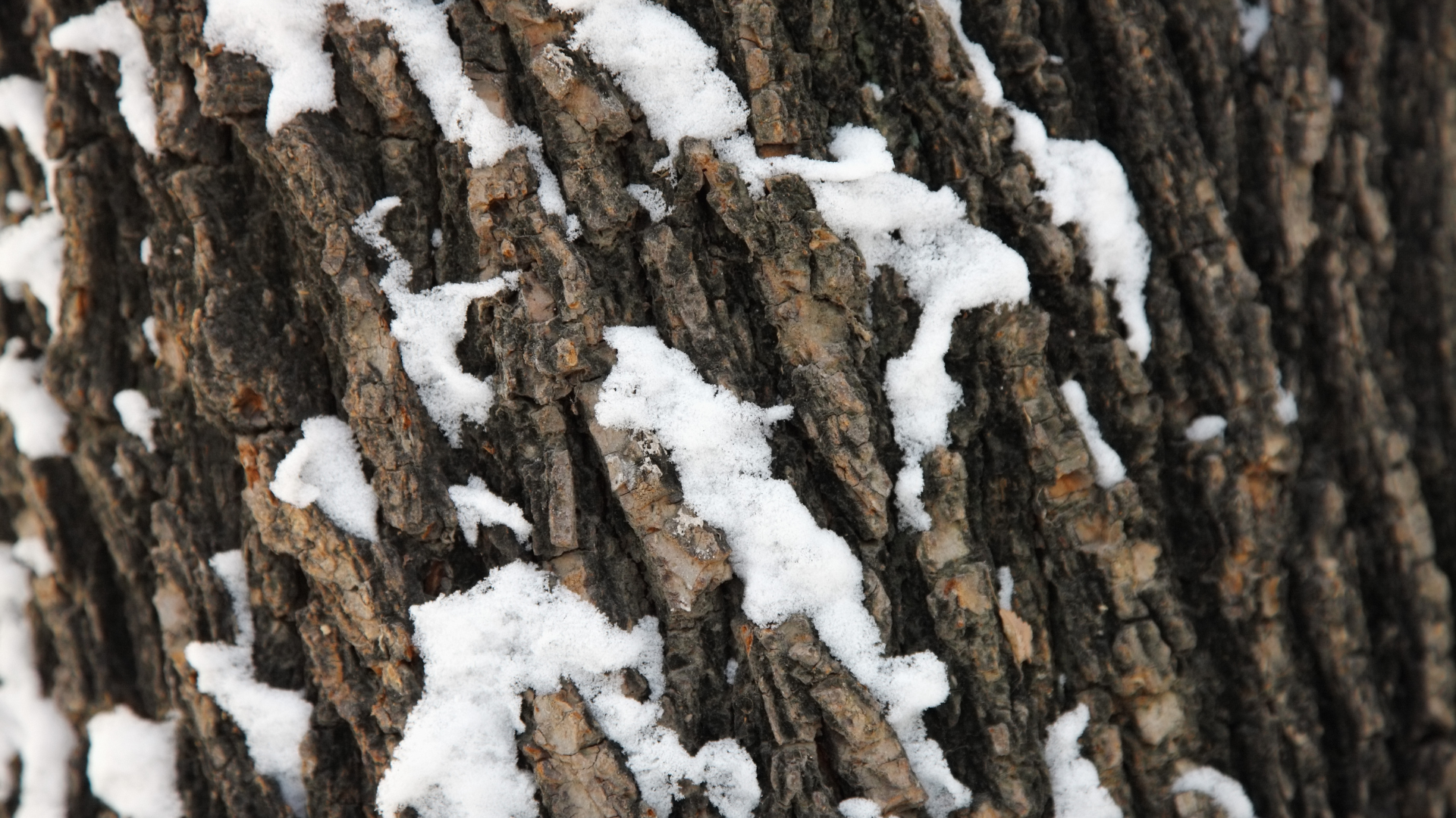 Close-up of tree bark with patches of white snow on its rough, brown surface