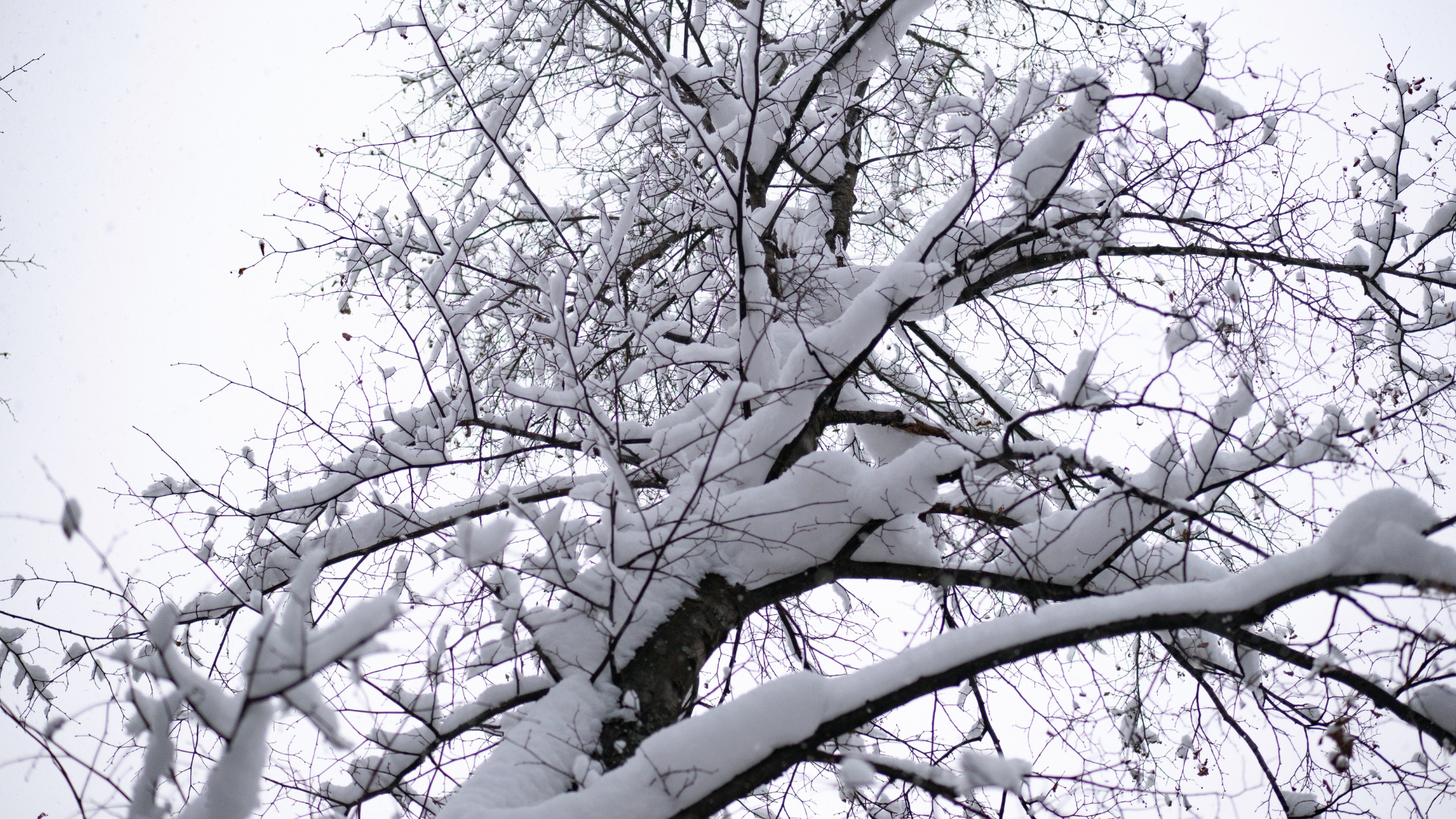 Snow-covered tree branches against a pale winter sky