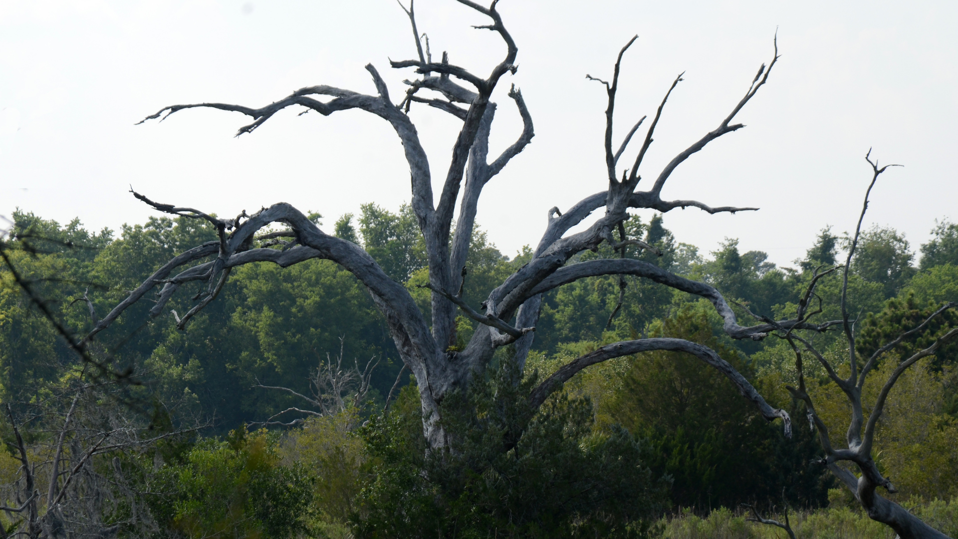 Leafless trees in a green forest under a hazy sky