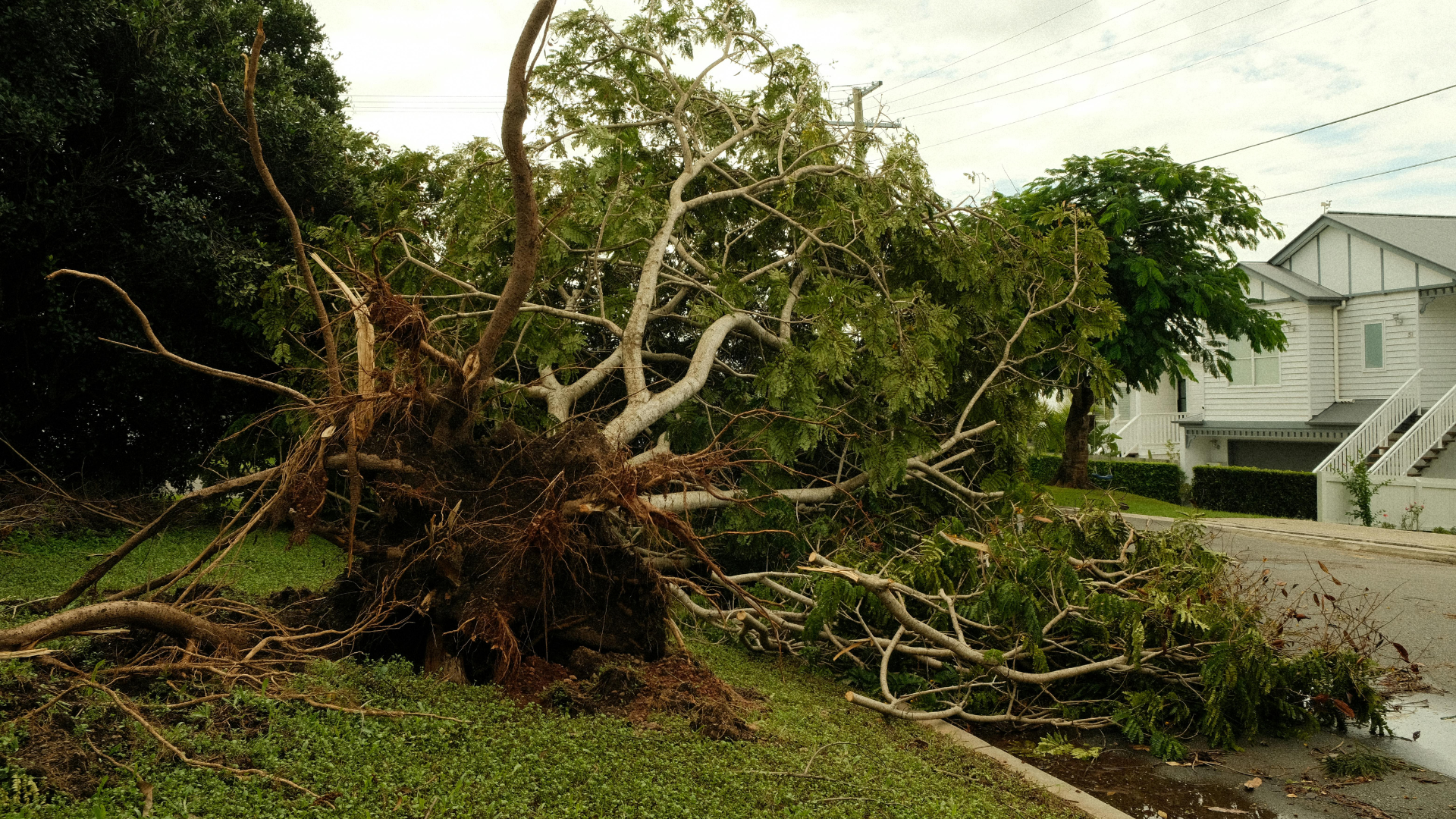 Uprooted tree and branches blocking a suburban street after storm damage, with debris on the grass